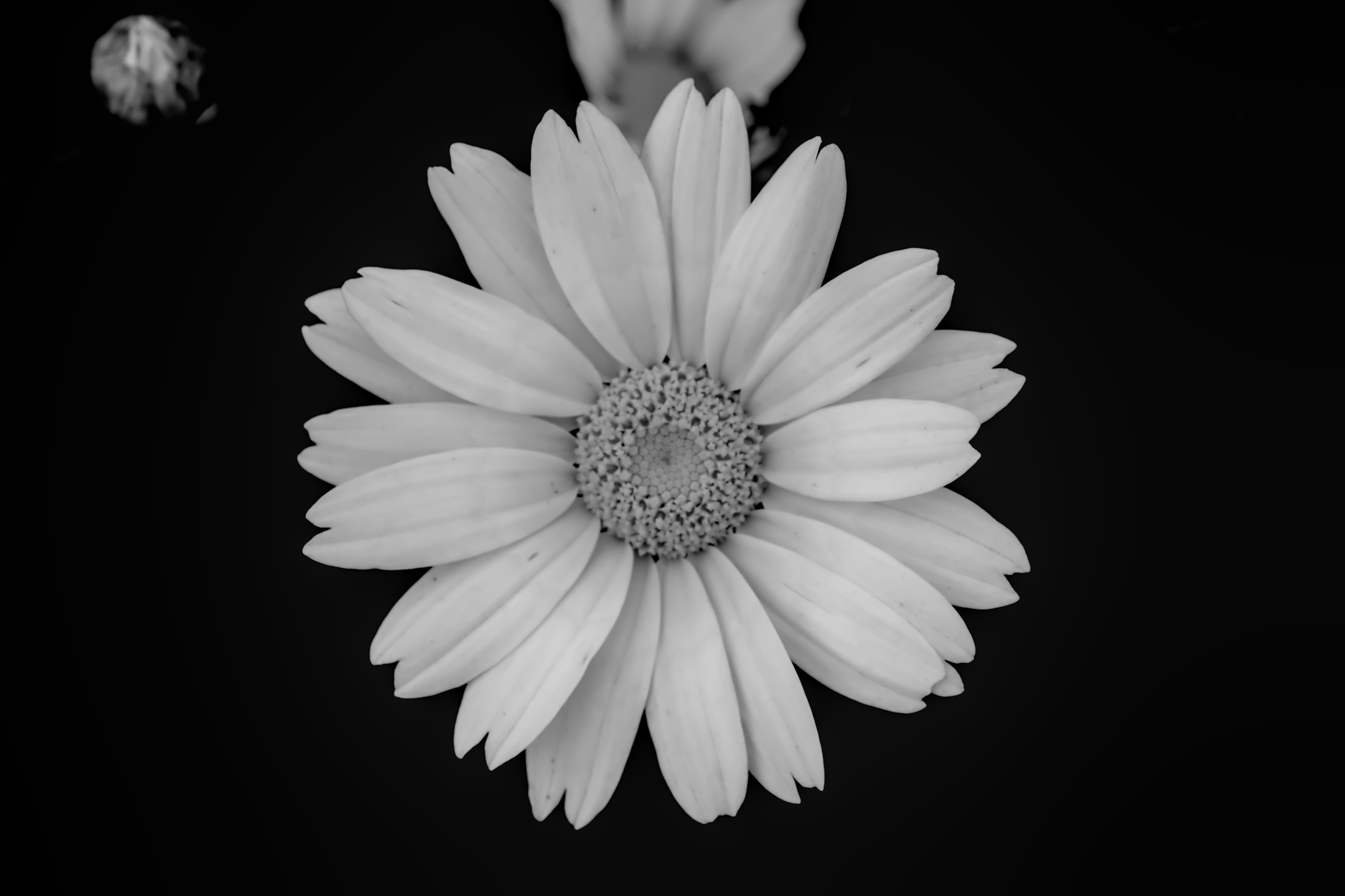 a black and white photo of a flower