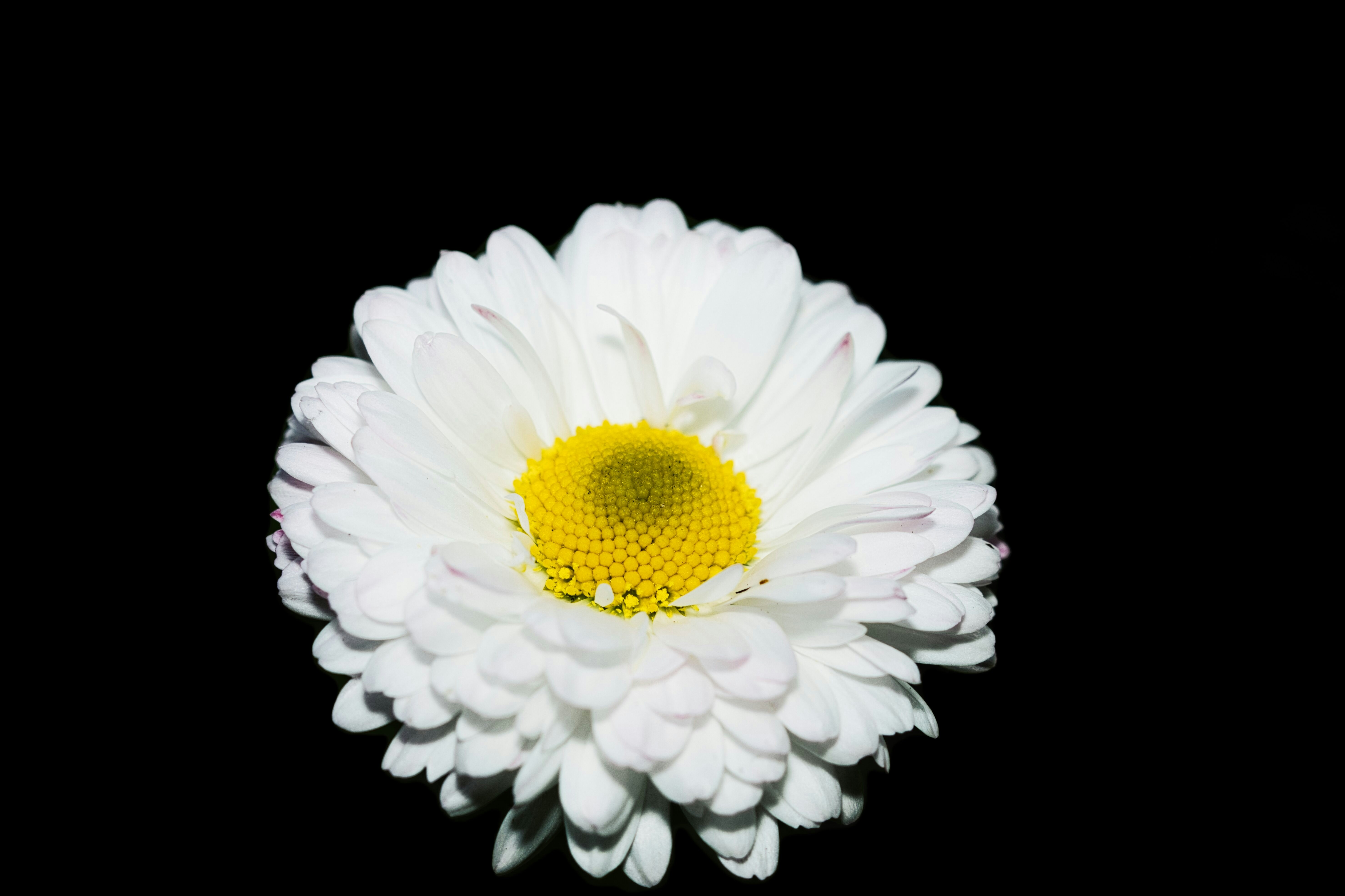 虽死之日,犹生之年