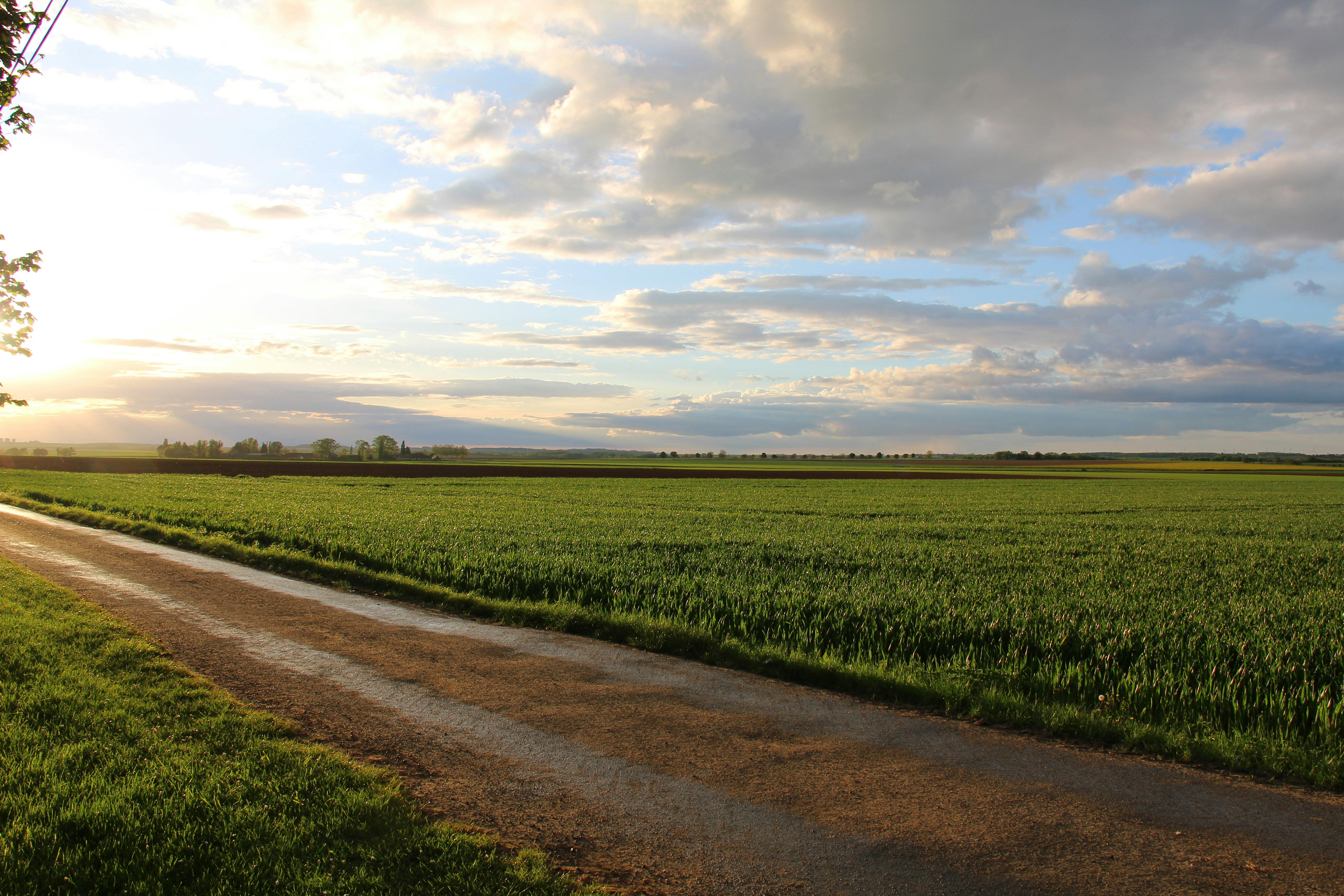 una strada sterrata che attraversa un campo verde e lussureggiante