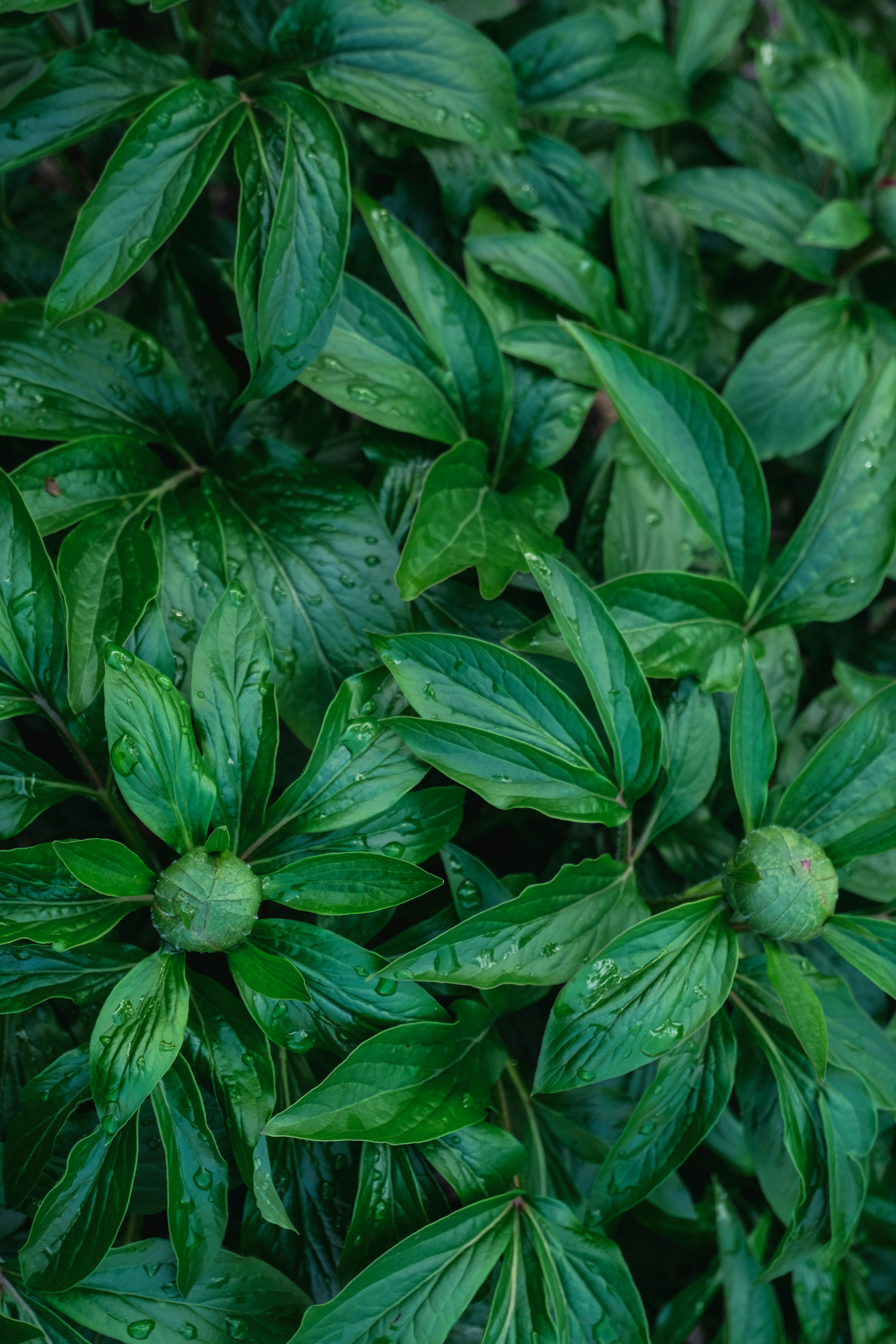 a close up of a plant with green leaves