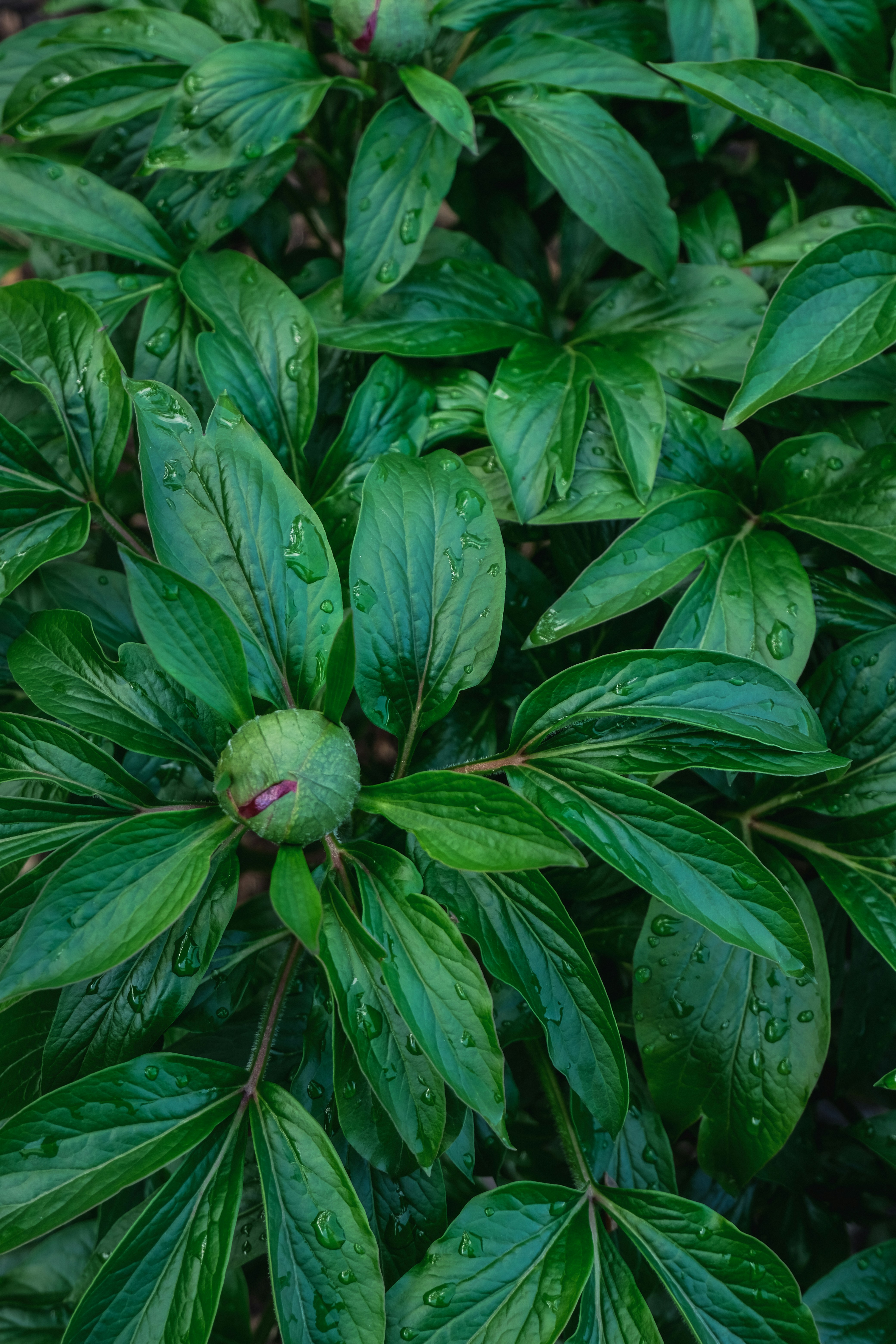 a close up of a green plant with water droplets on it