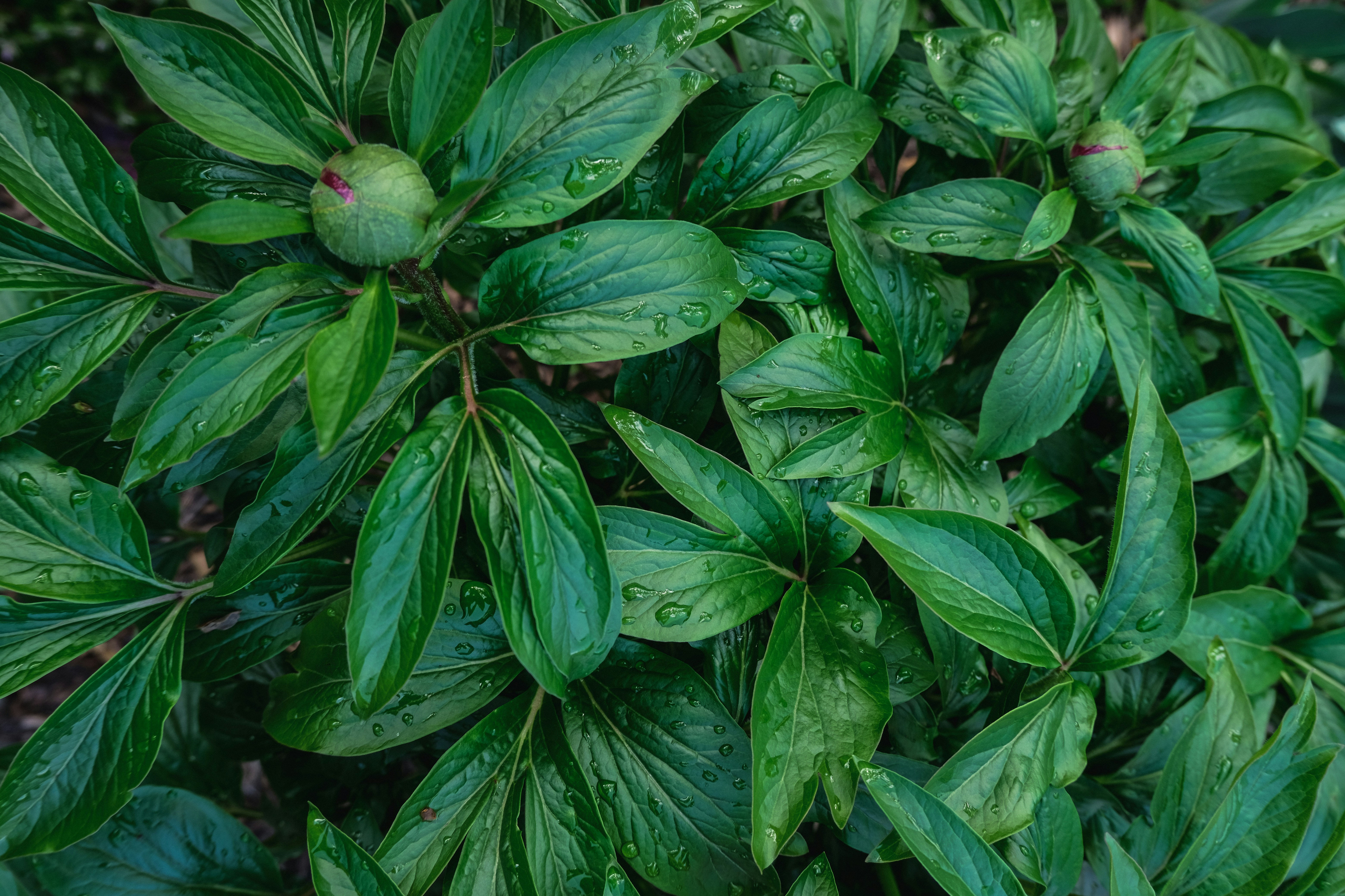 a close up of a plant with green leaves