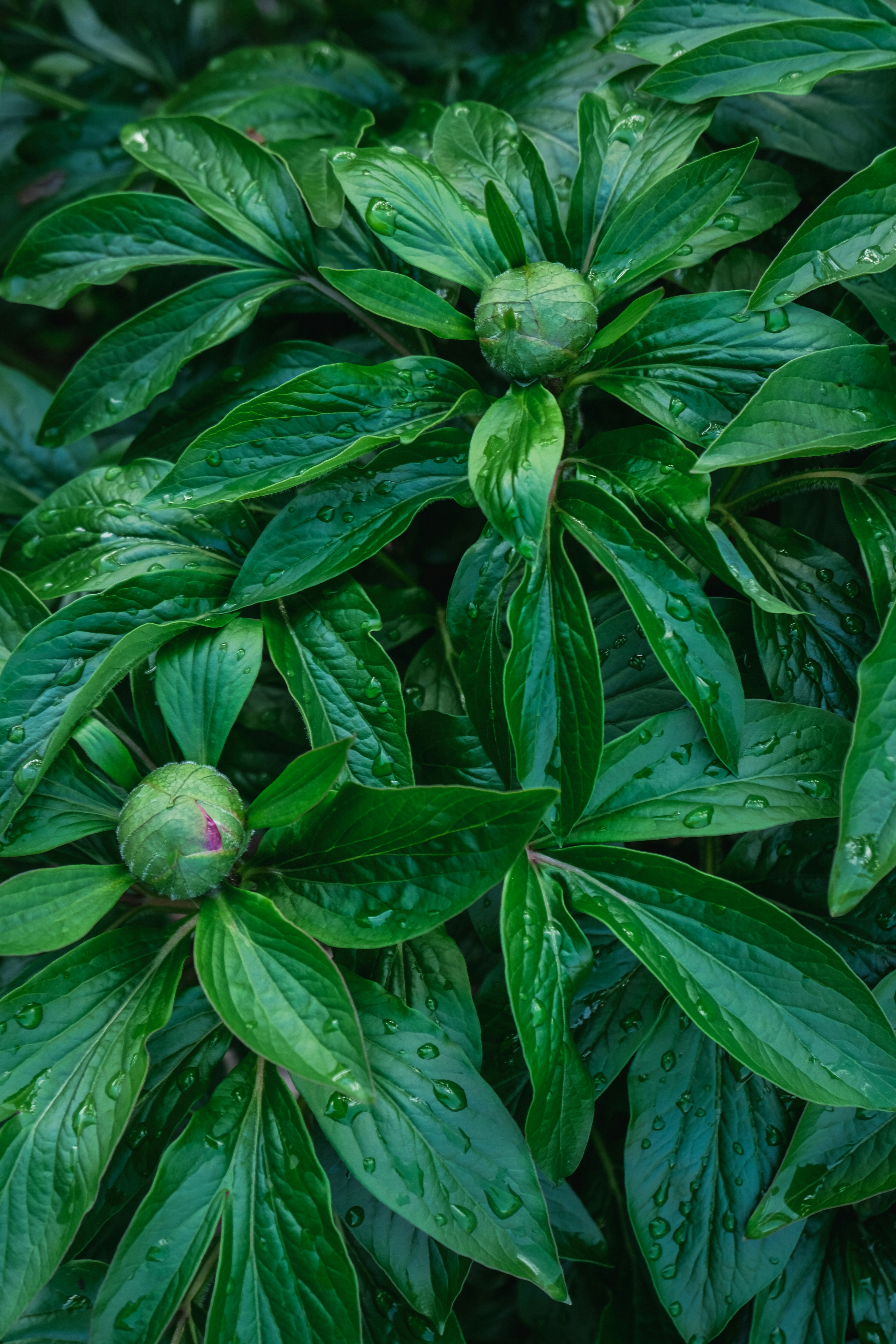 a close up of a plant with green leaves