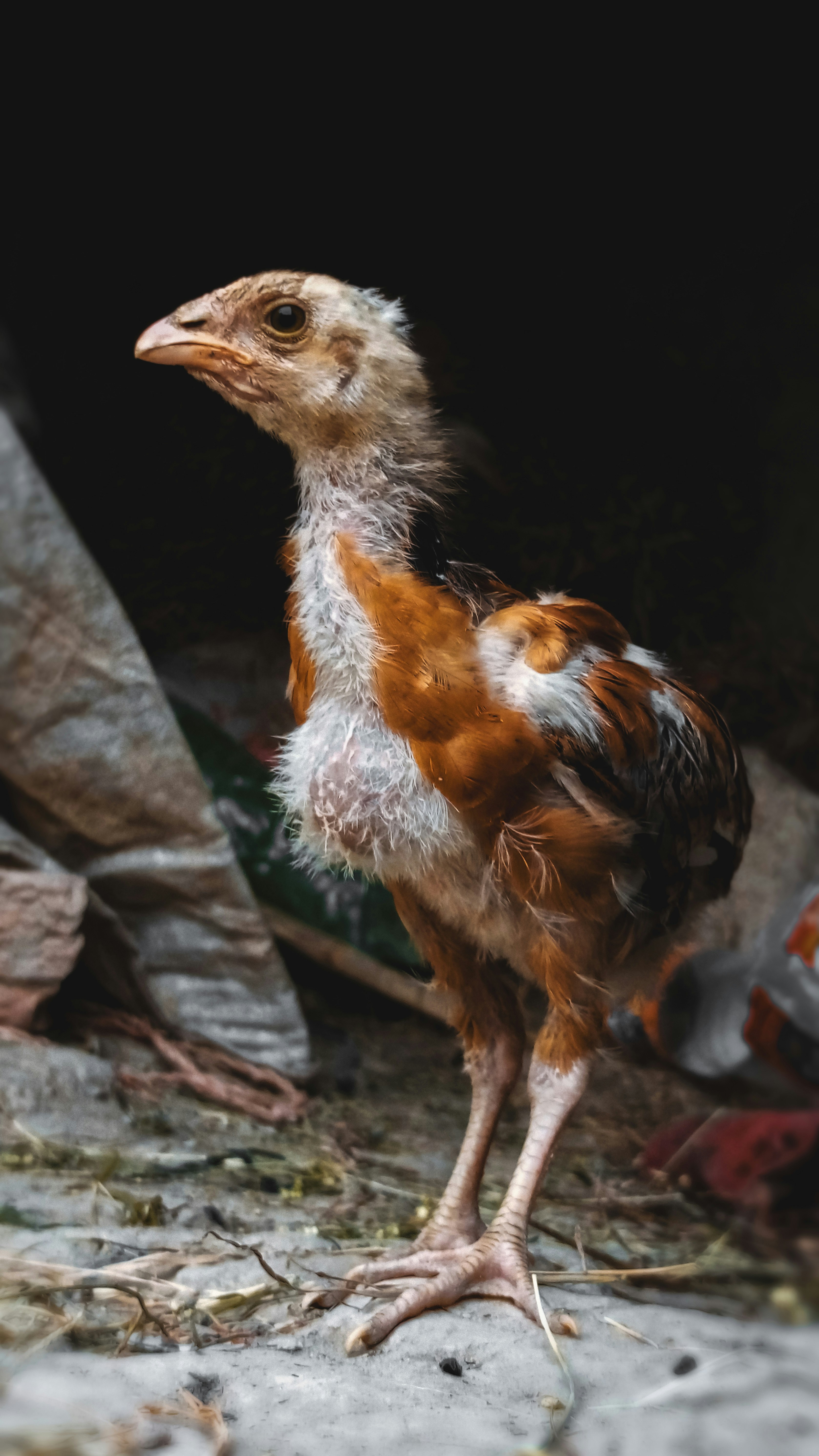 a brown and white bird standing on top of a dirt ground