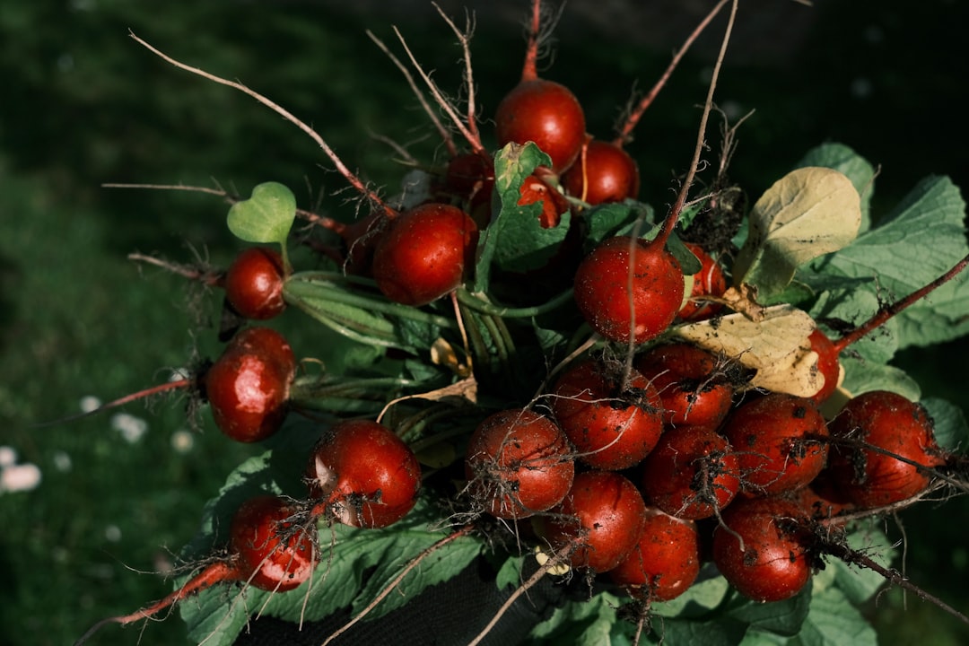 a bunch of red radishes hanging from a plant