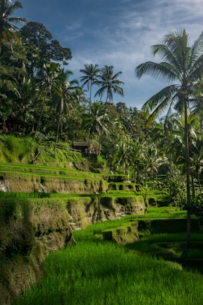 a lush green field with palm trees on the side