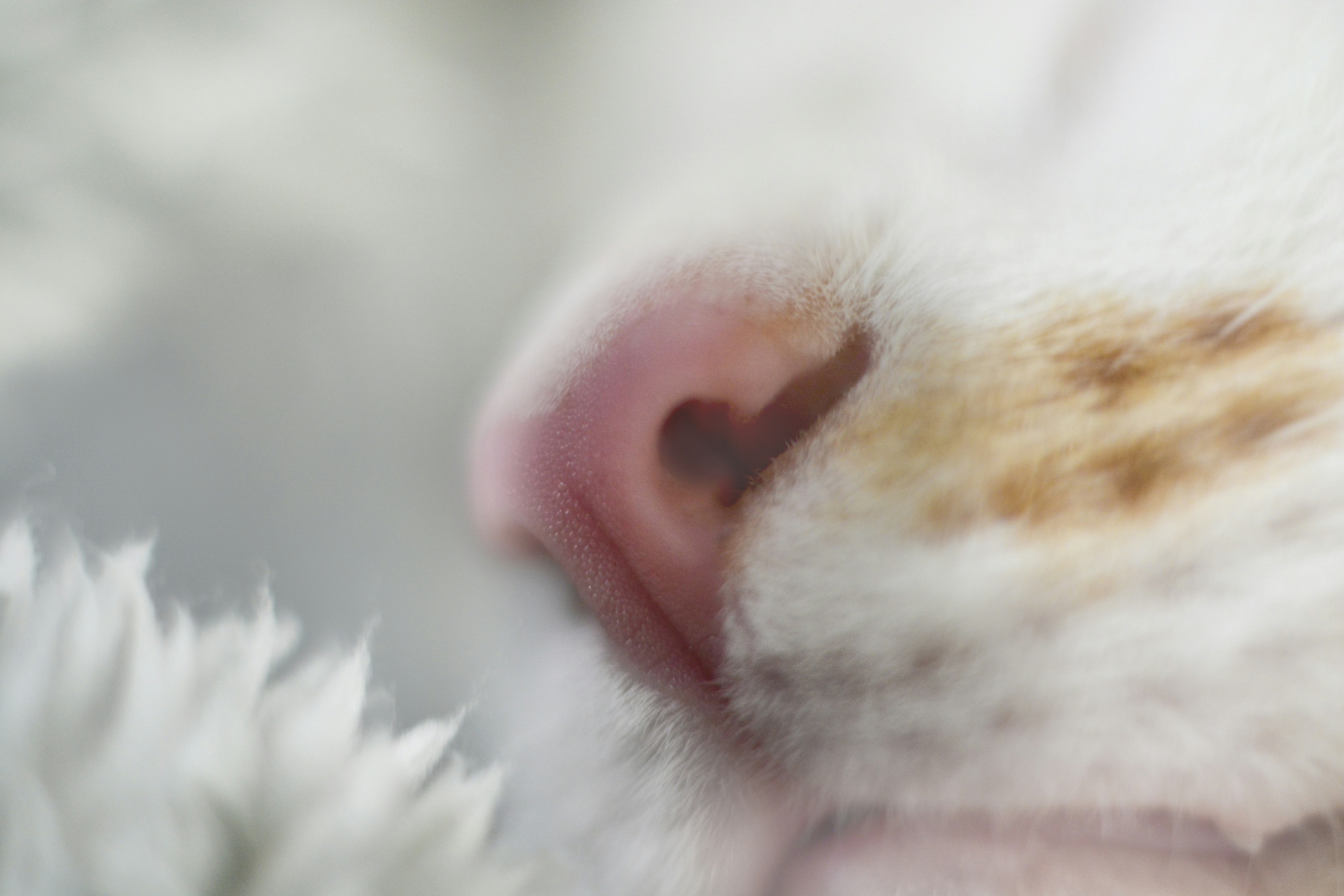 a close up of a cat's nose with a blurry background