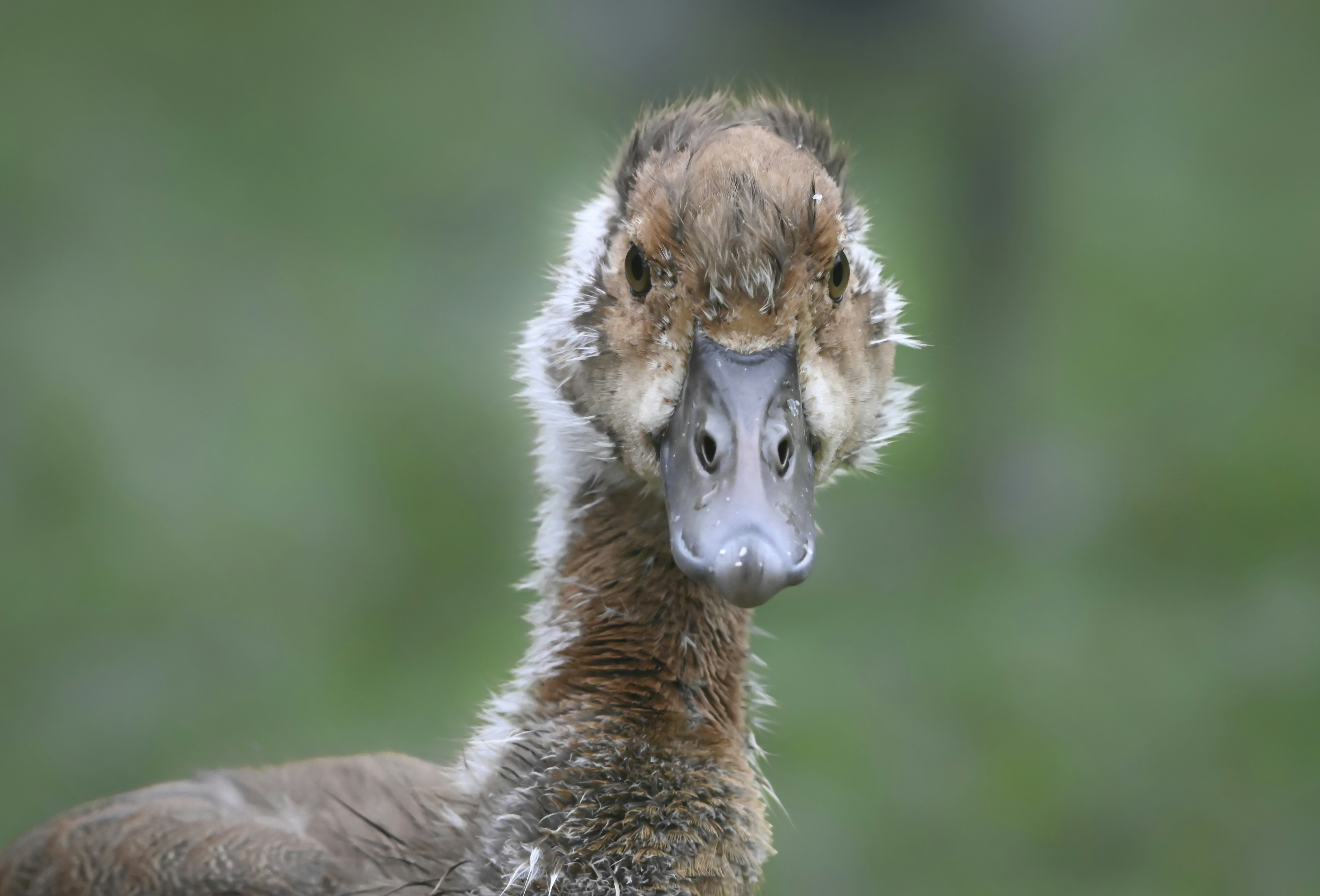 a close up of a bird with a blurry background