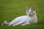 a white and orange cat laying in the grass