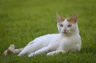 a white and orange cat laying in the grass