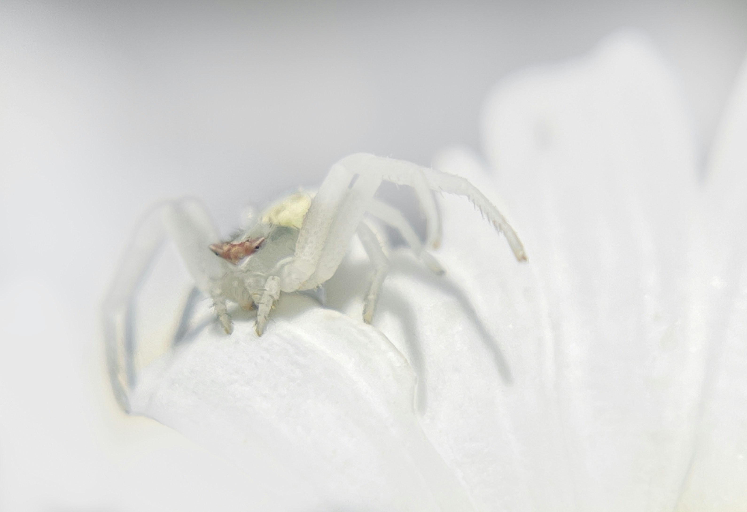 a close up of a white flower with a bug on it