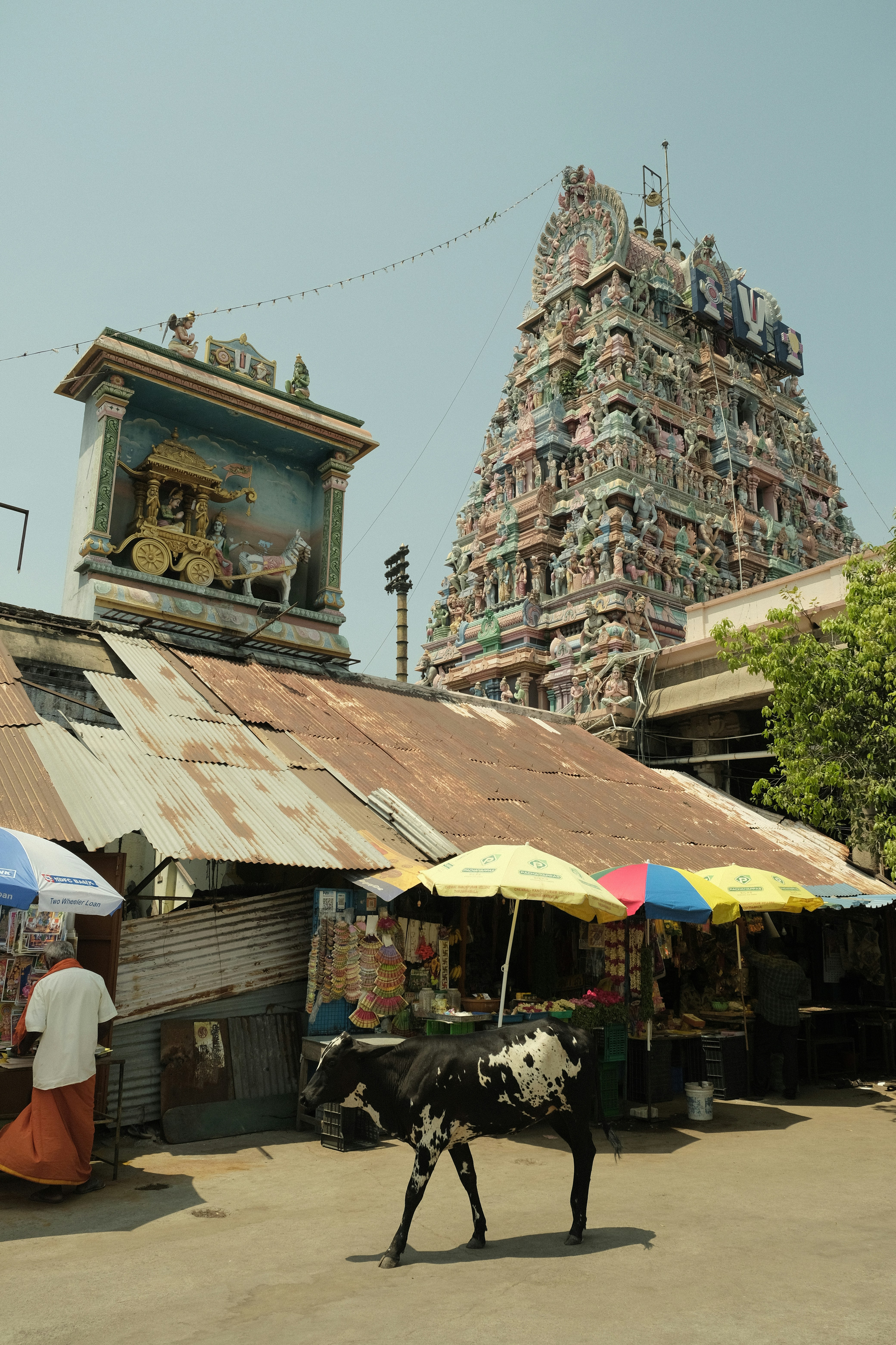 a cow is standing in front of a building