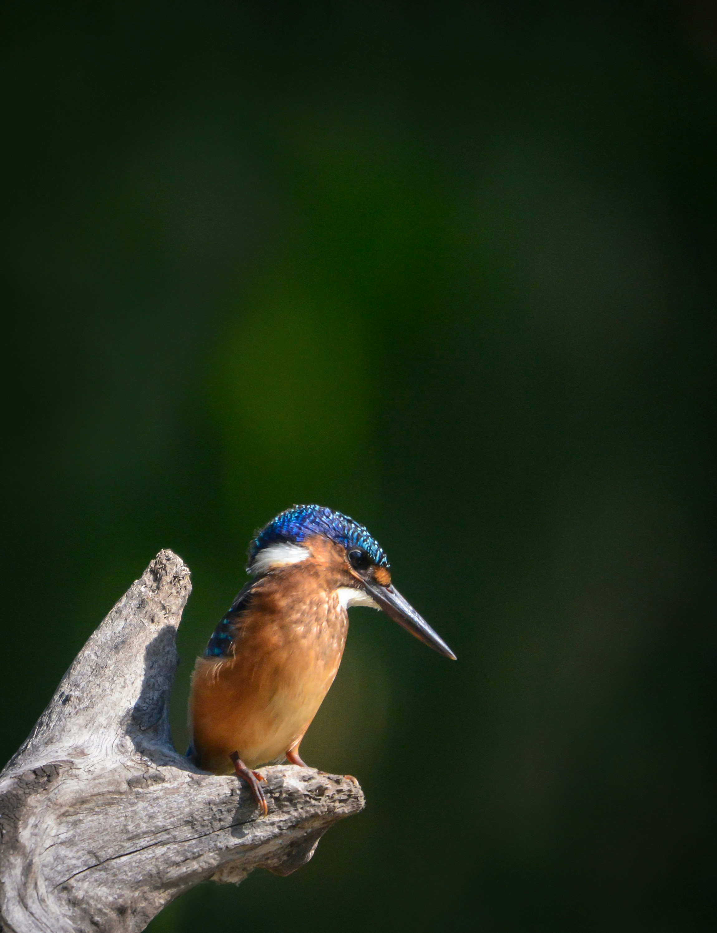 a colorful bird perched on a tree branch