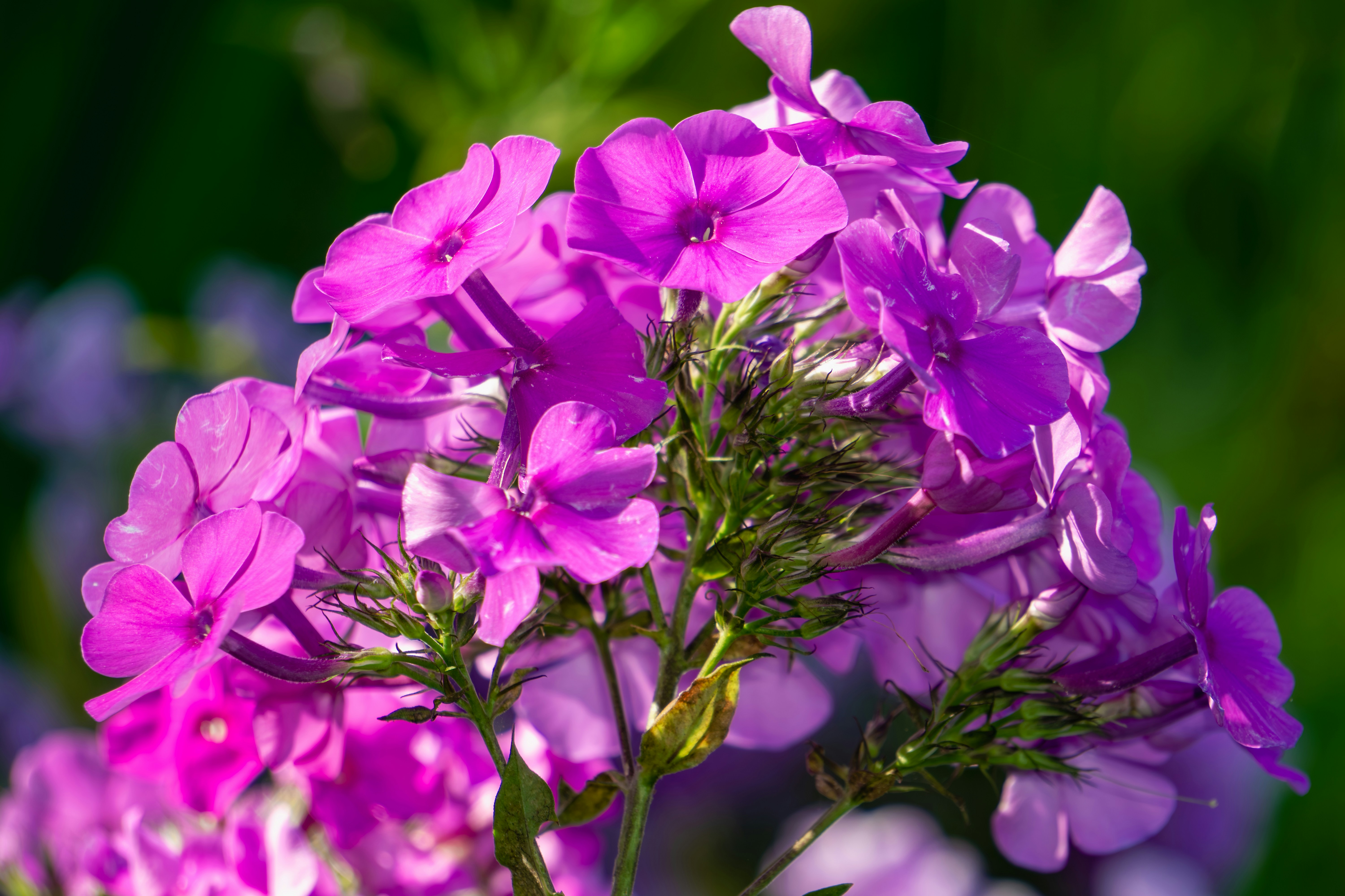 Photo by aravindreddytarugu