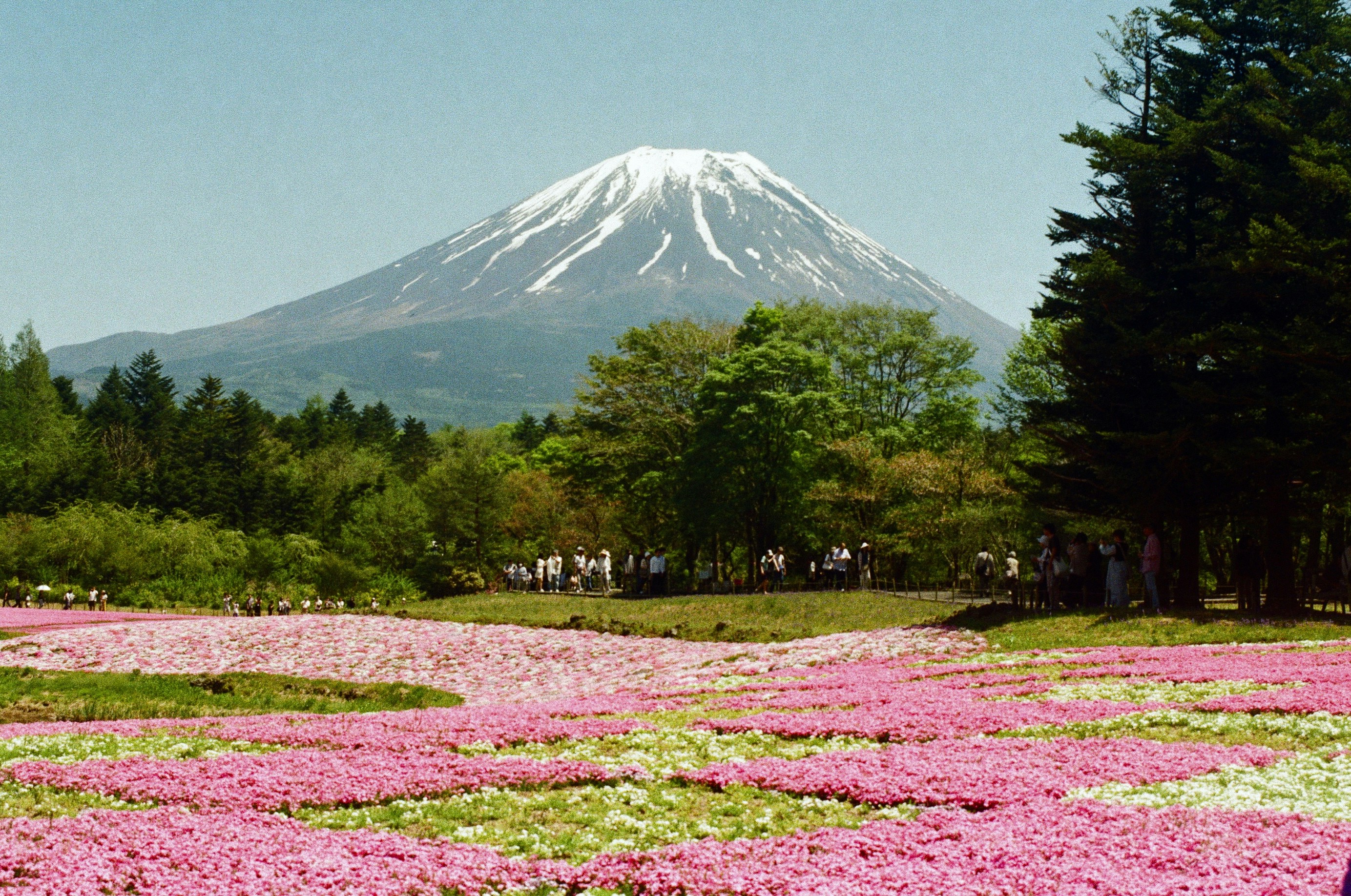 Mount Fuji beyond a field of flowers