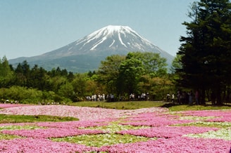a field of flowers with Fuji mountain