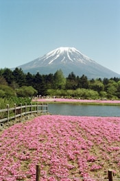 a field of pink flowers with a mountain in the background