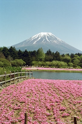 a field of pink flowers with a mountain in the background