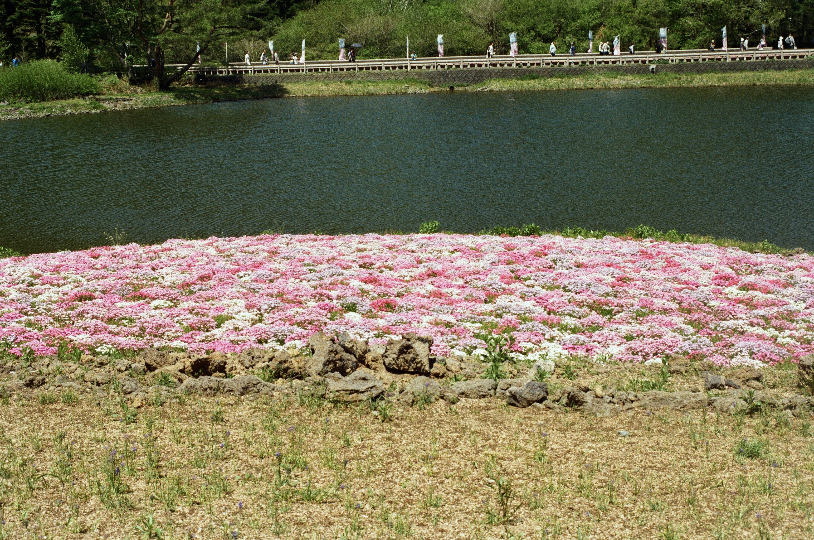 Hiroshima Flower Festival photo 2