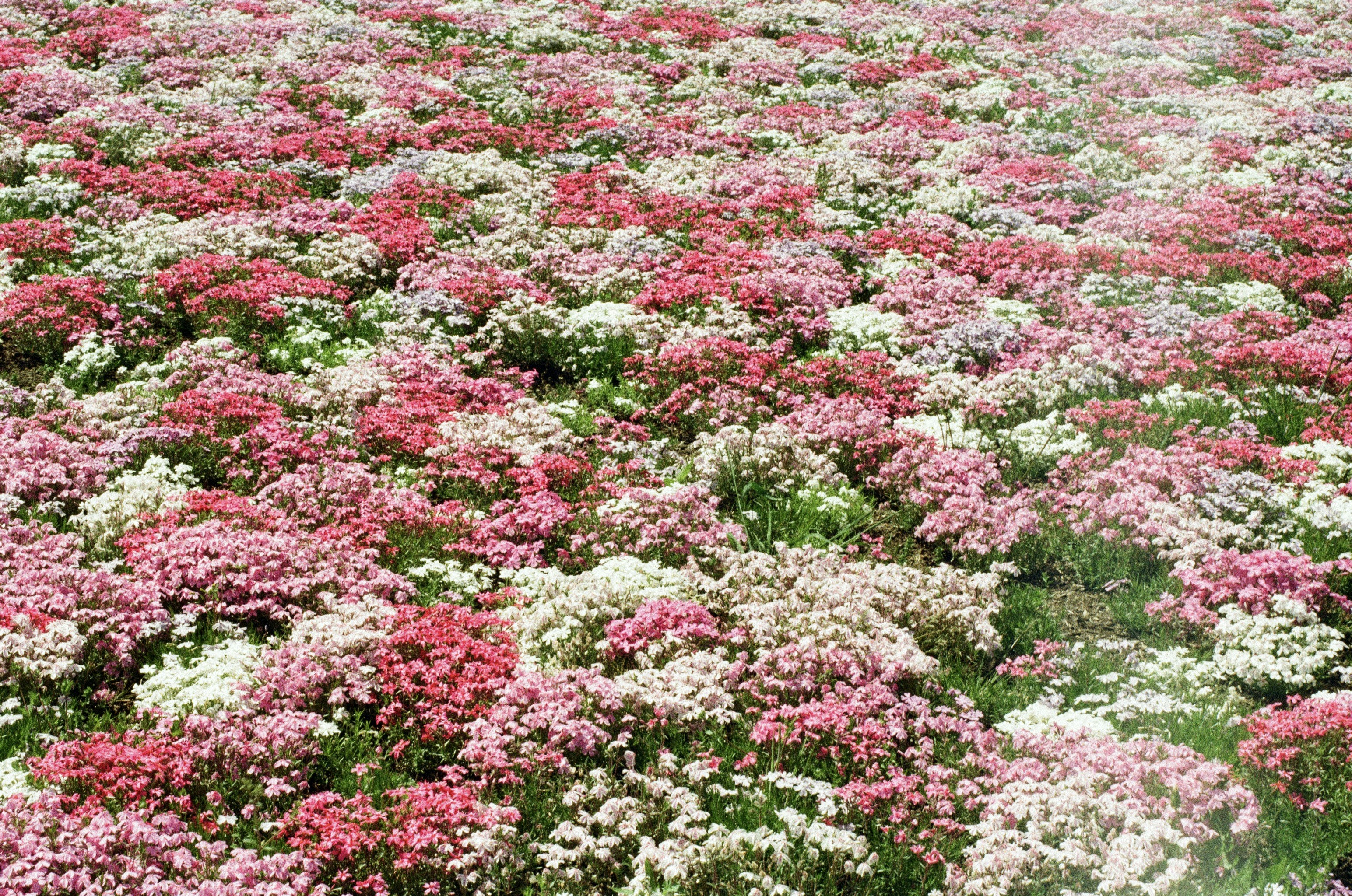 Photo by keziaodelia