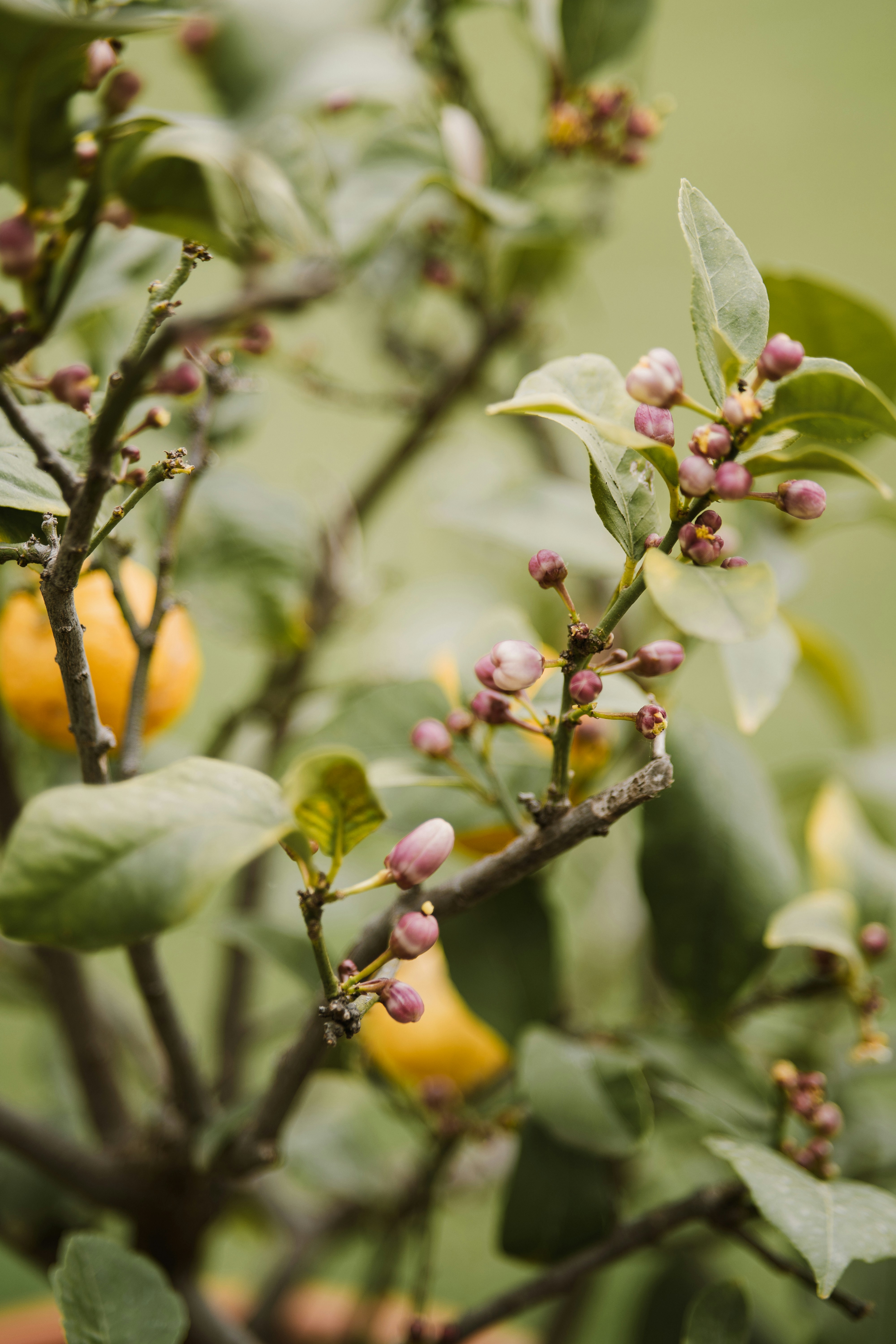 a close up of a tree with fruit on it