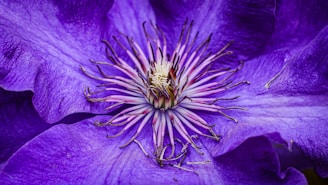 a close up of a purple flower with a white center