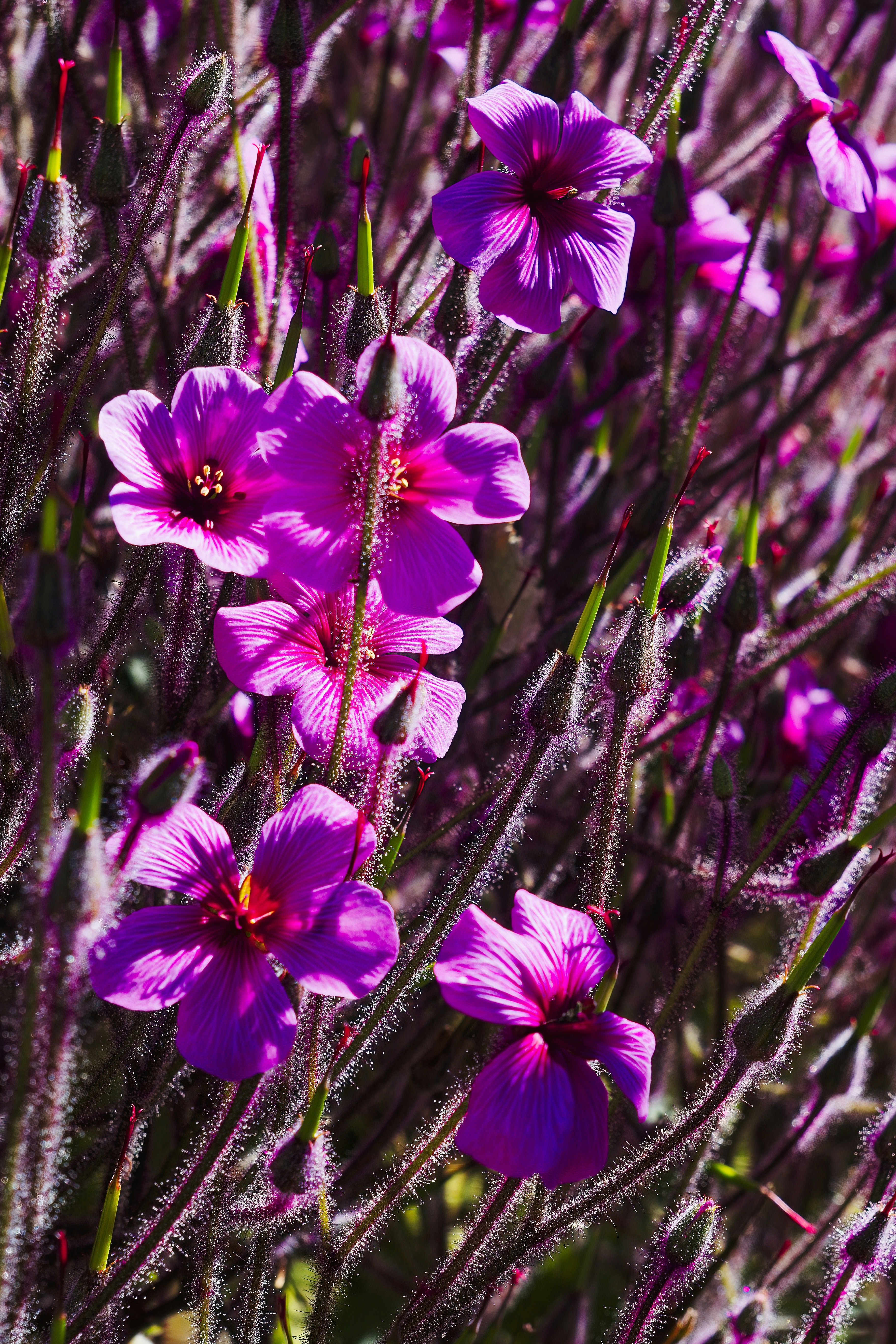 A bunch of purple flowers in a field photo – Free Jardin exotique ...