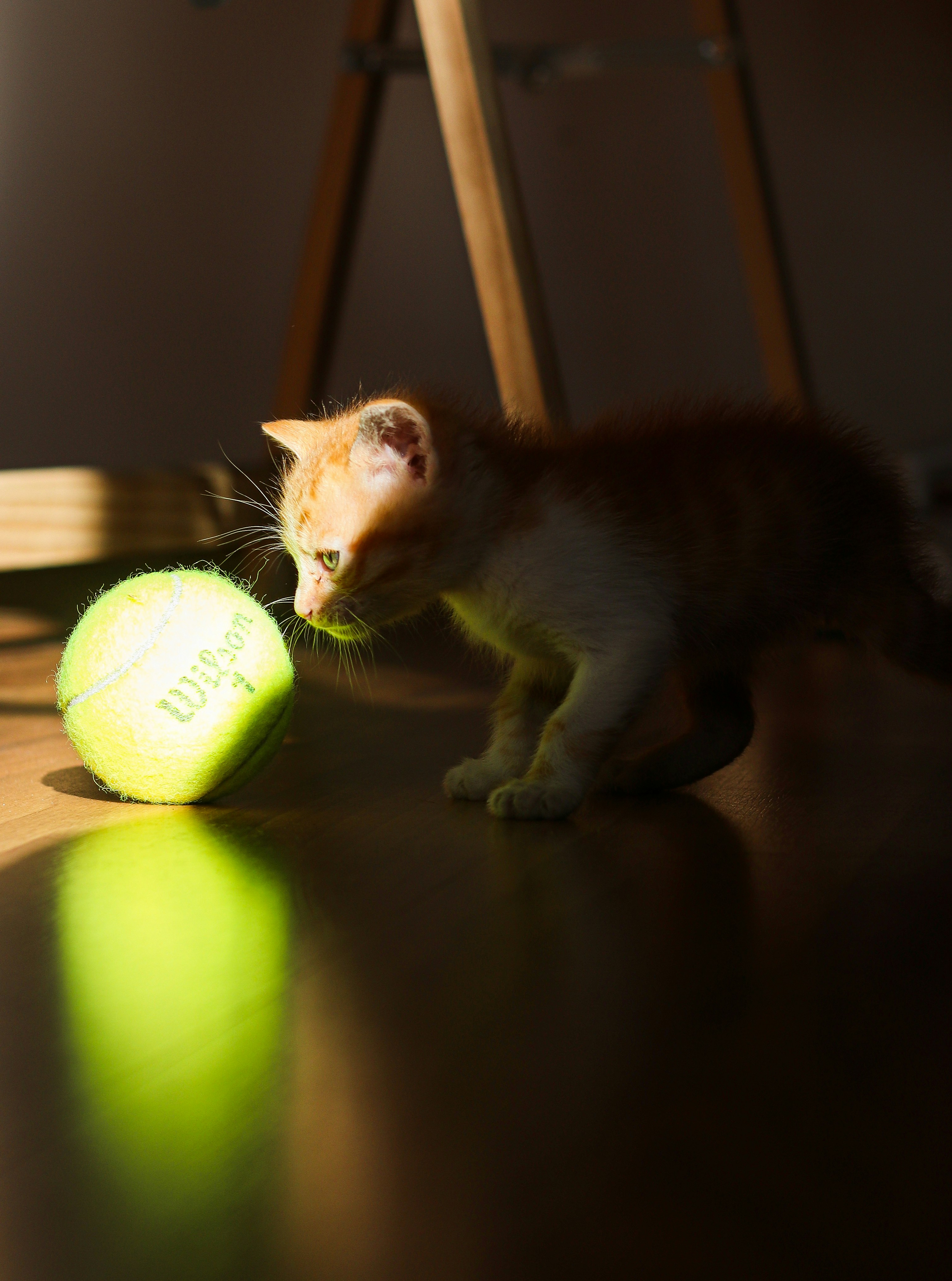 a kitten playing with a tennis ball on the floor