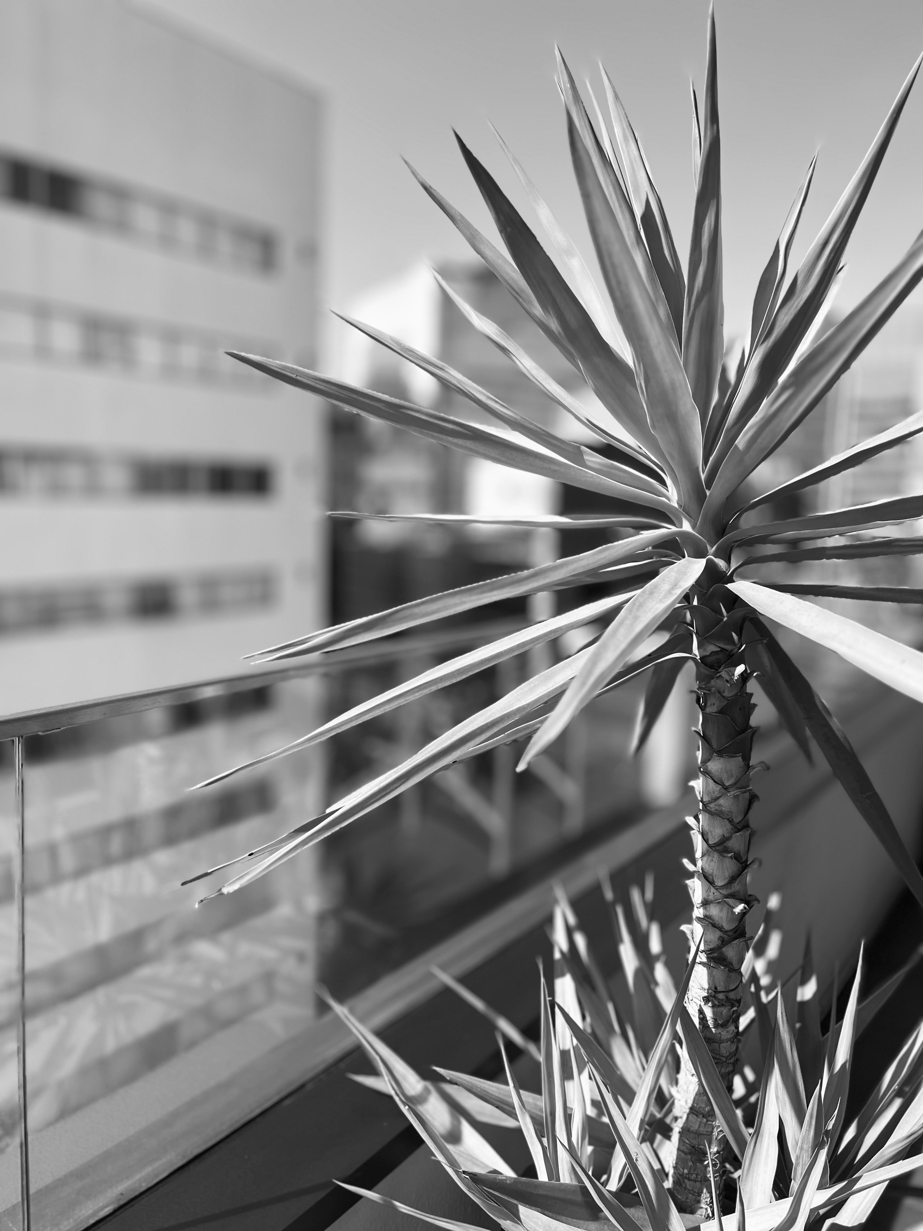 a black and white photo of a plant on a balcony