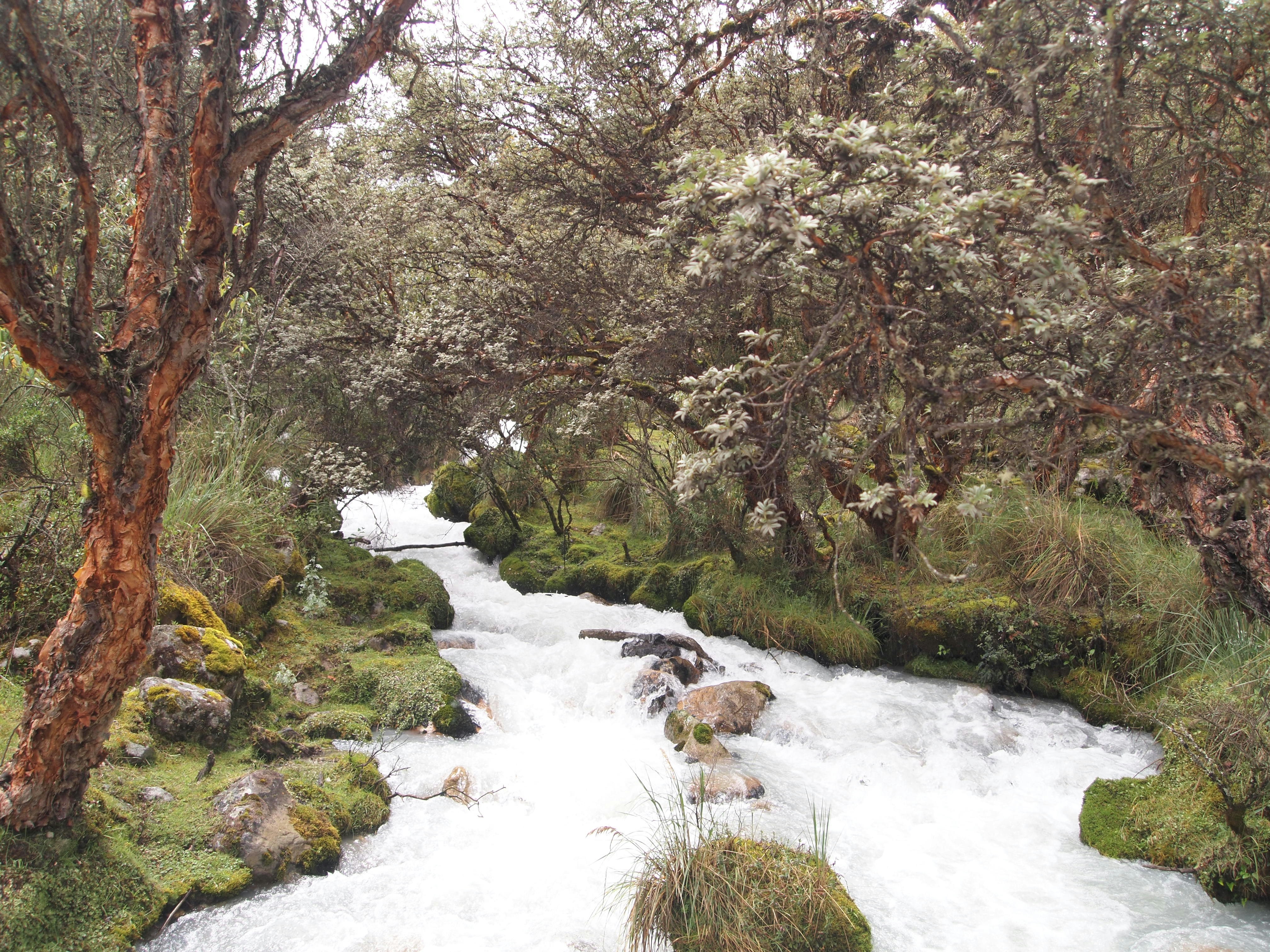 un arroyo que corre a través de un frondoso bosque verde