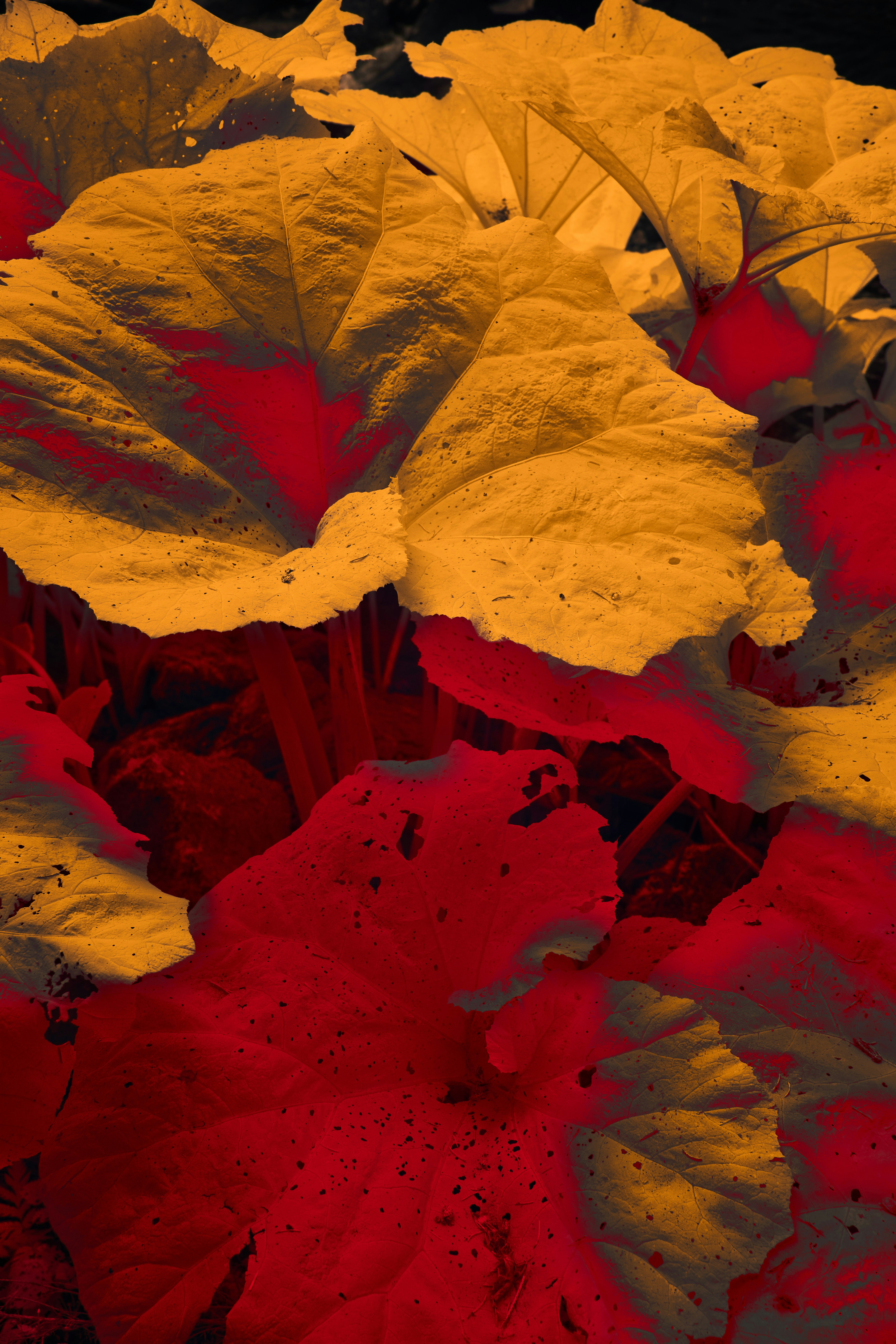 Photo by wolfgang_hasselmann