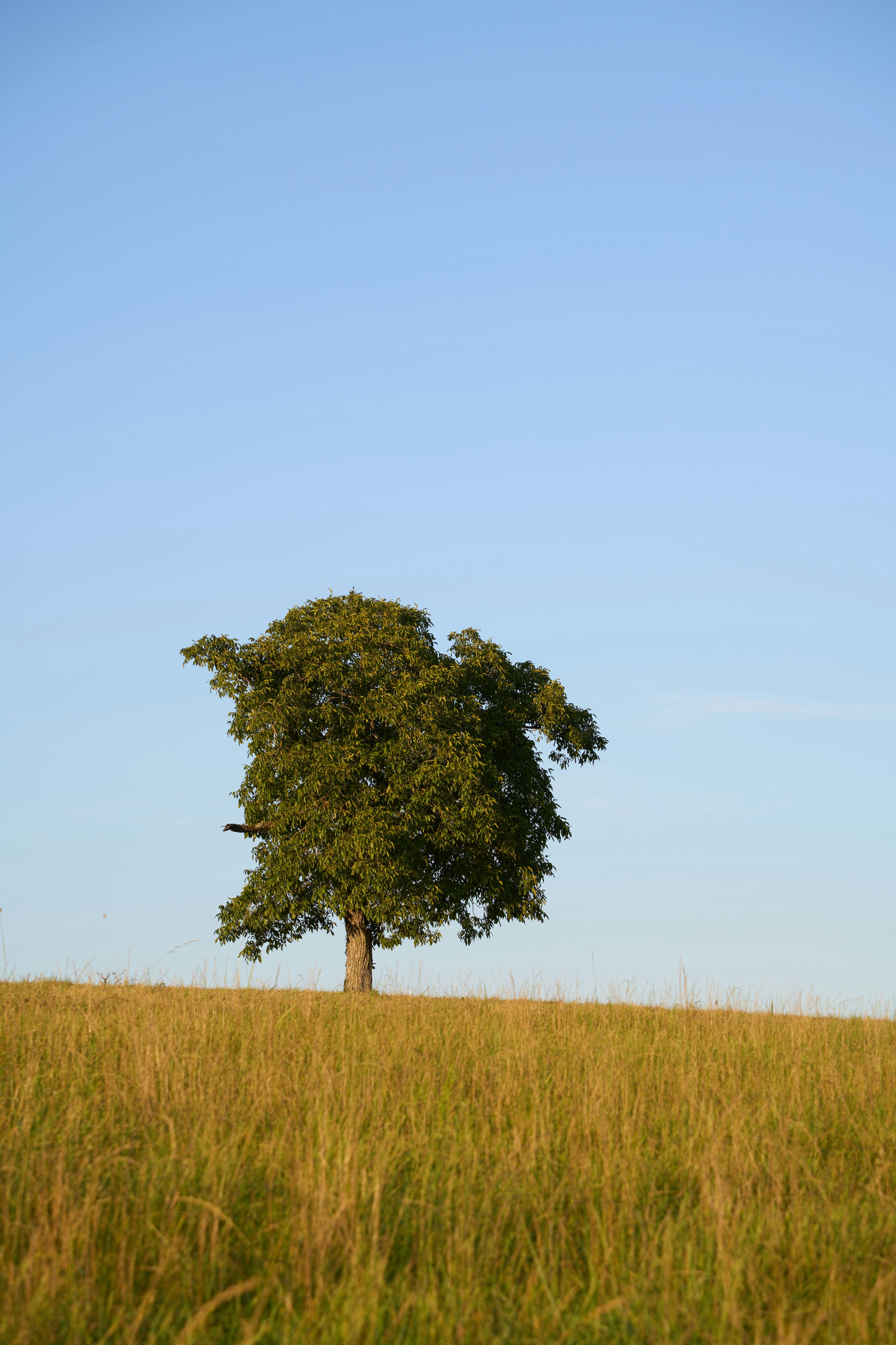 Photo by wolfgang_hasselmann