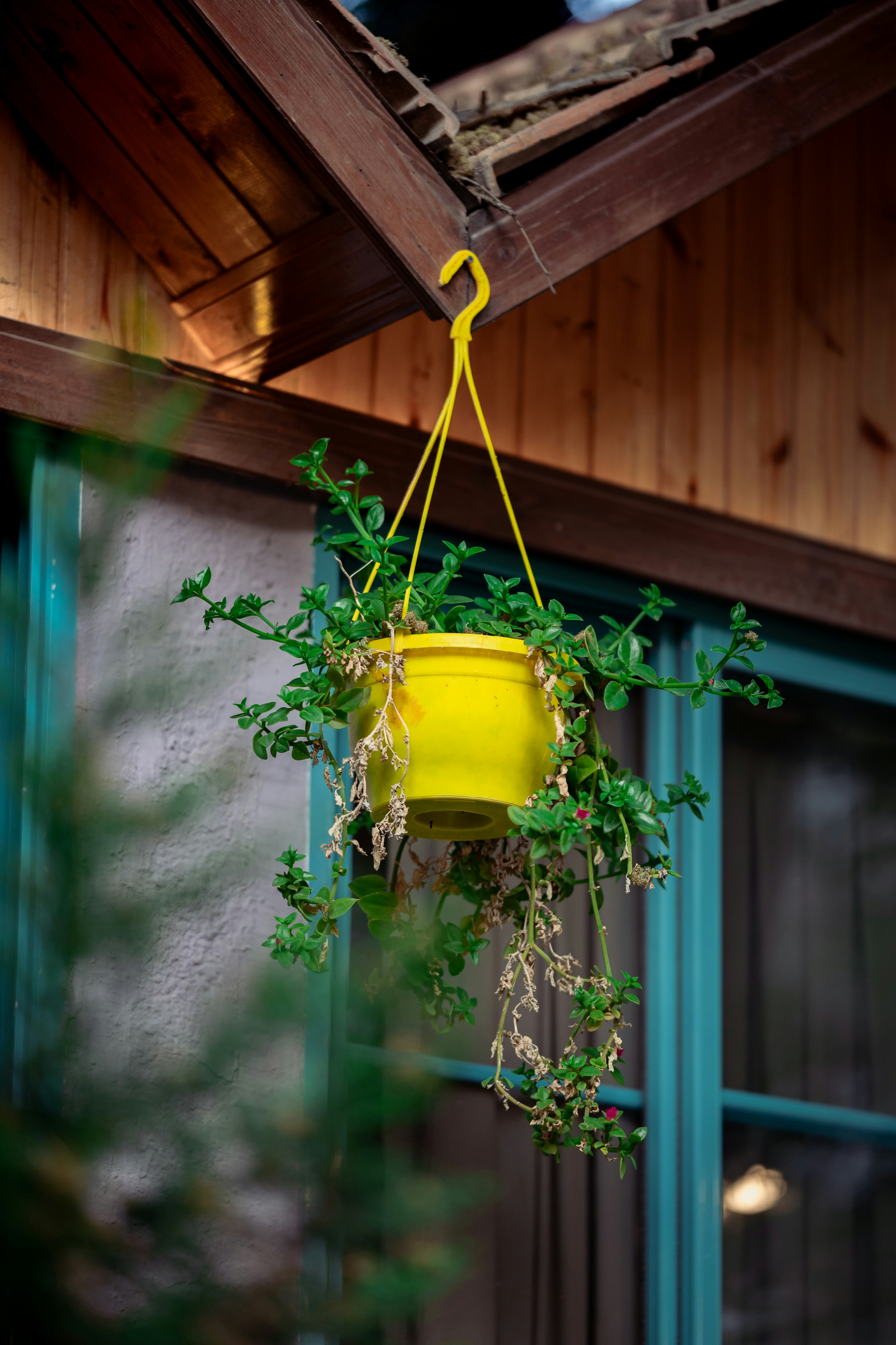 a yellow hanging planter with green plants in it