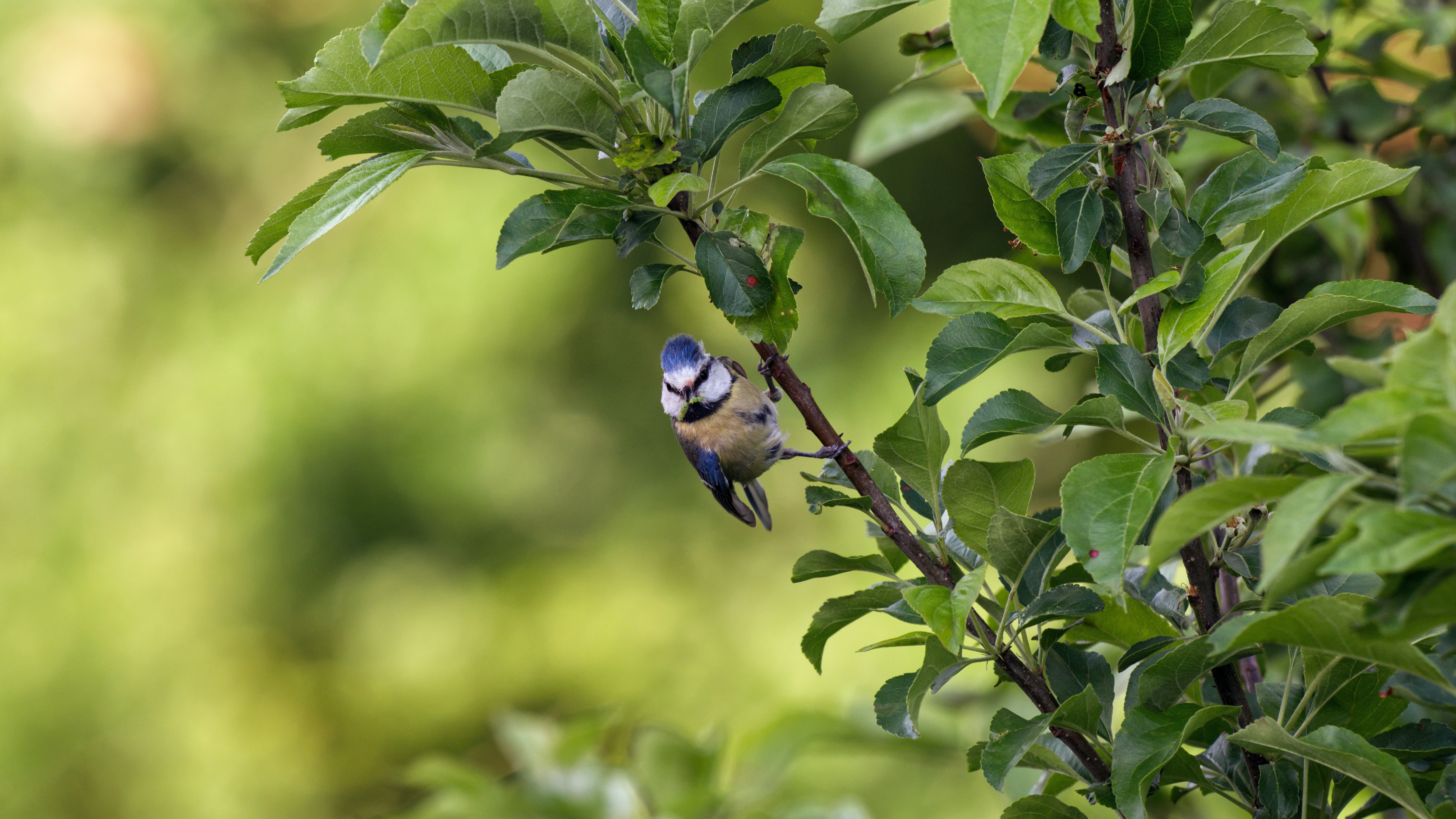 Photo by job_vermeulen