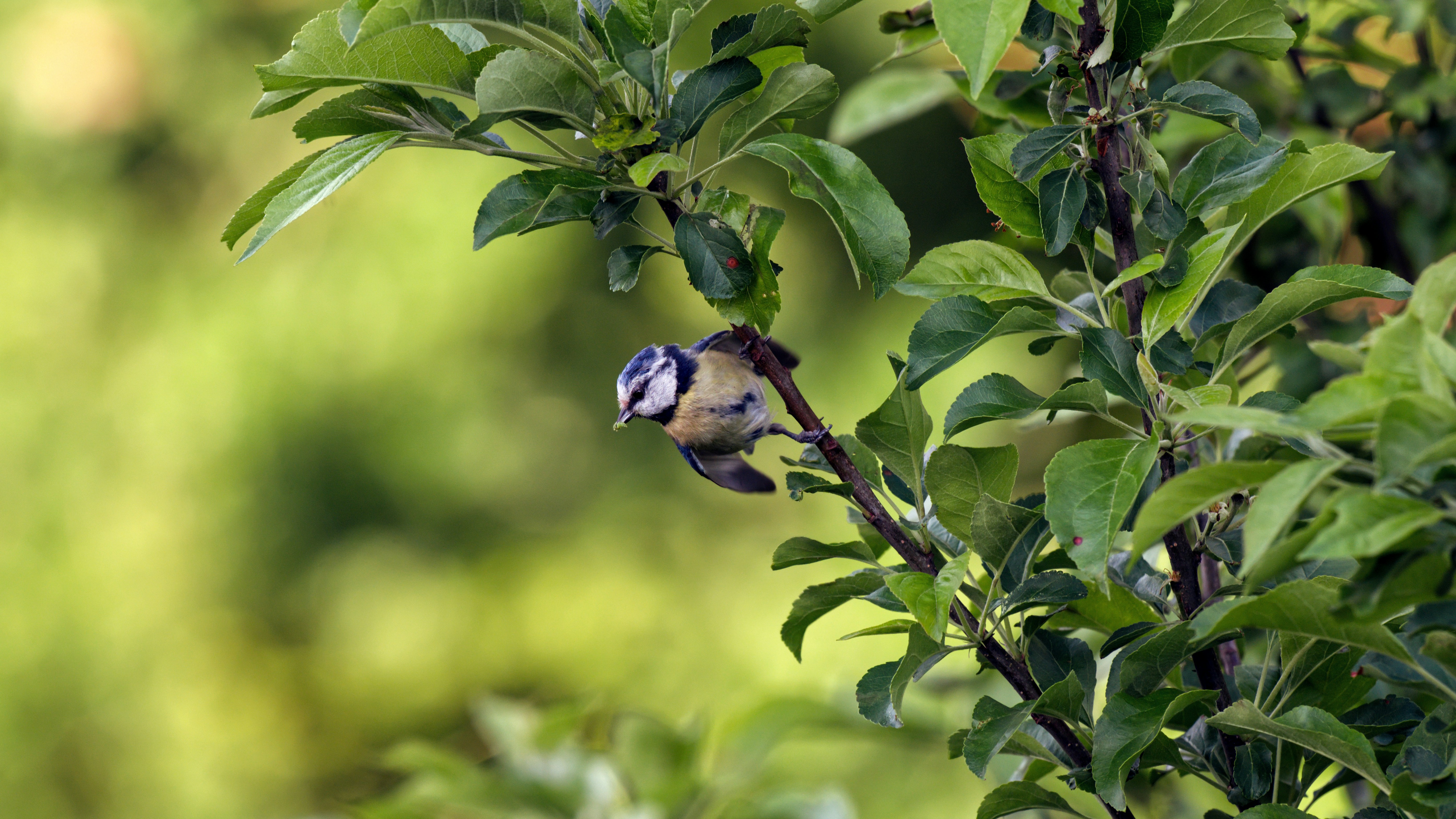 a small bird perched on top of a tree branch