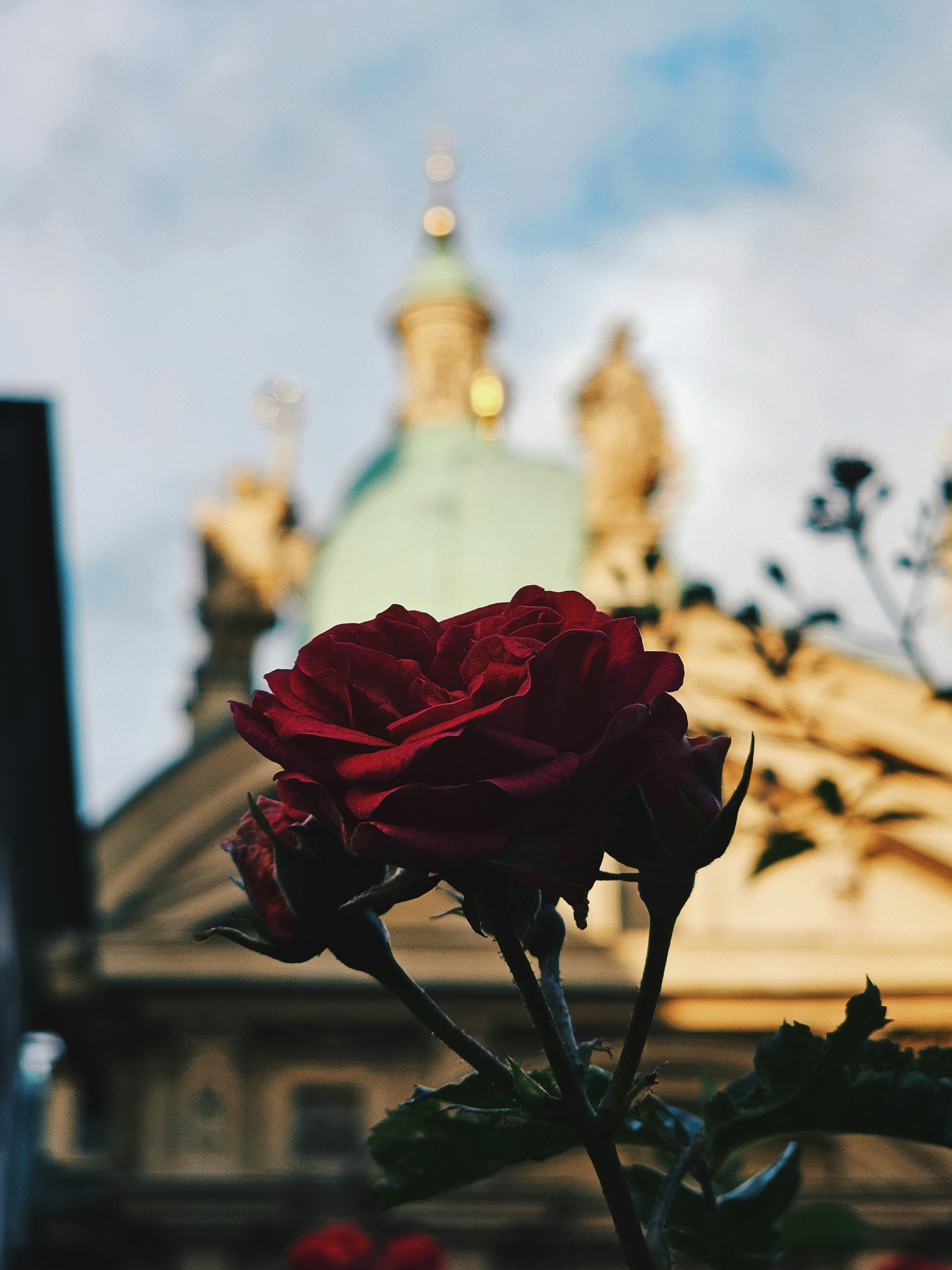 a red rose is in front of a building