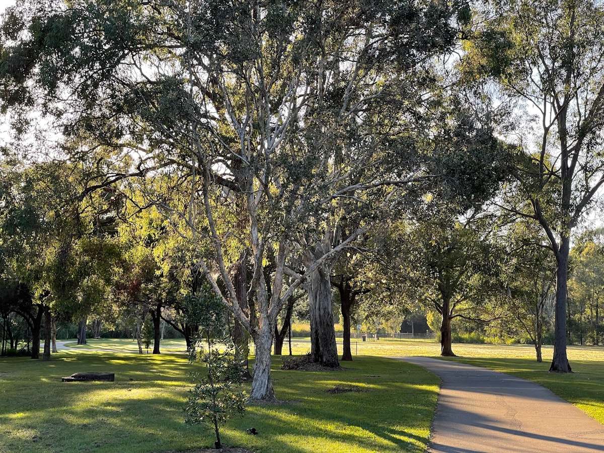 나무가 늘어선 공원의 산책로