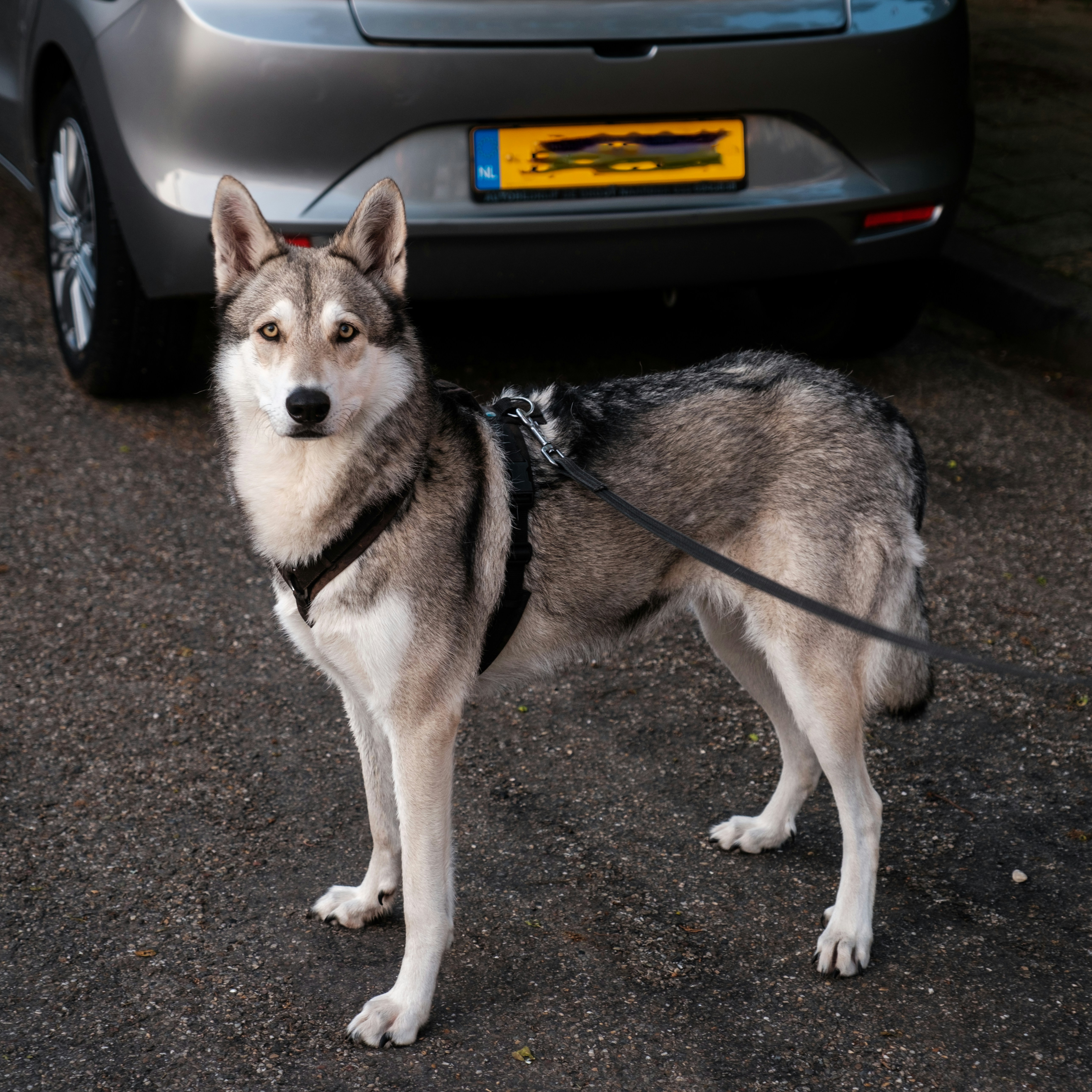 Helse, image size:3000x3000