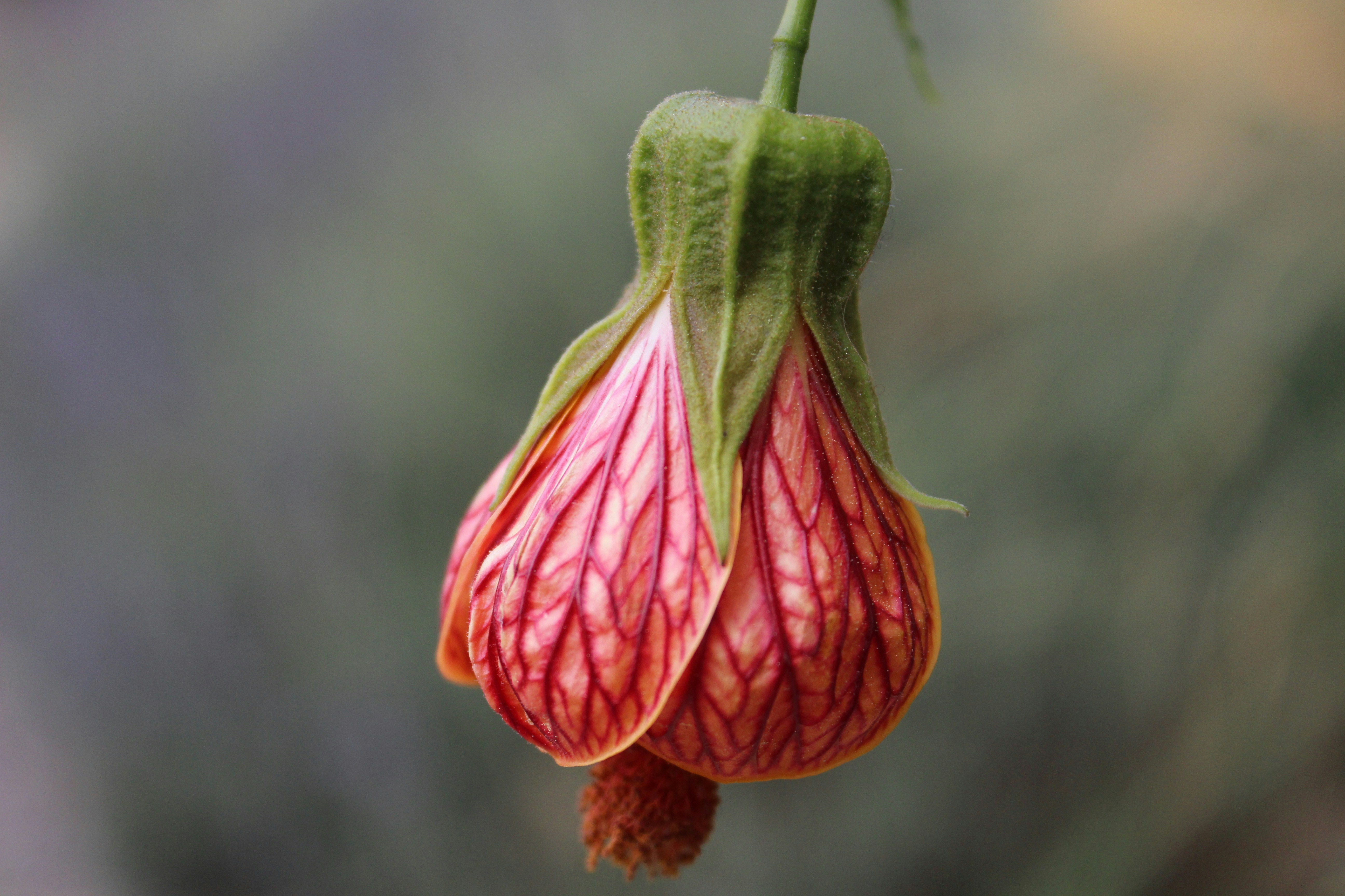 Photo by fran_taquionica