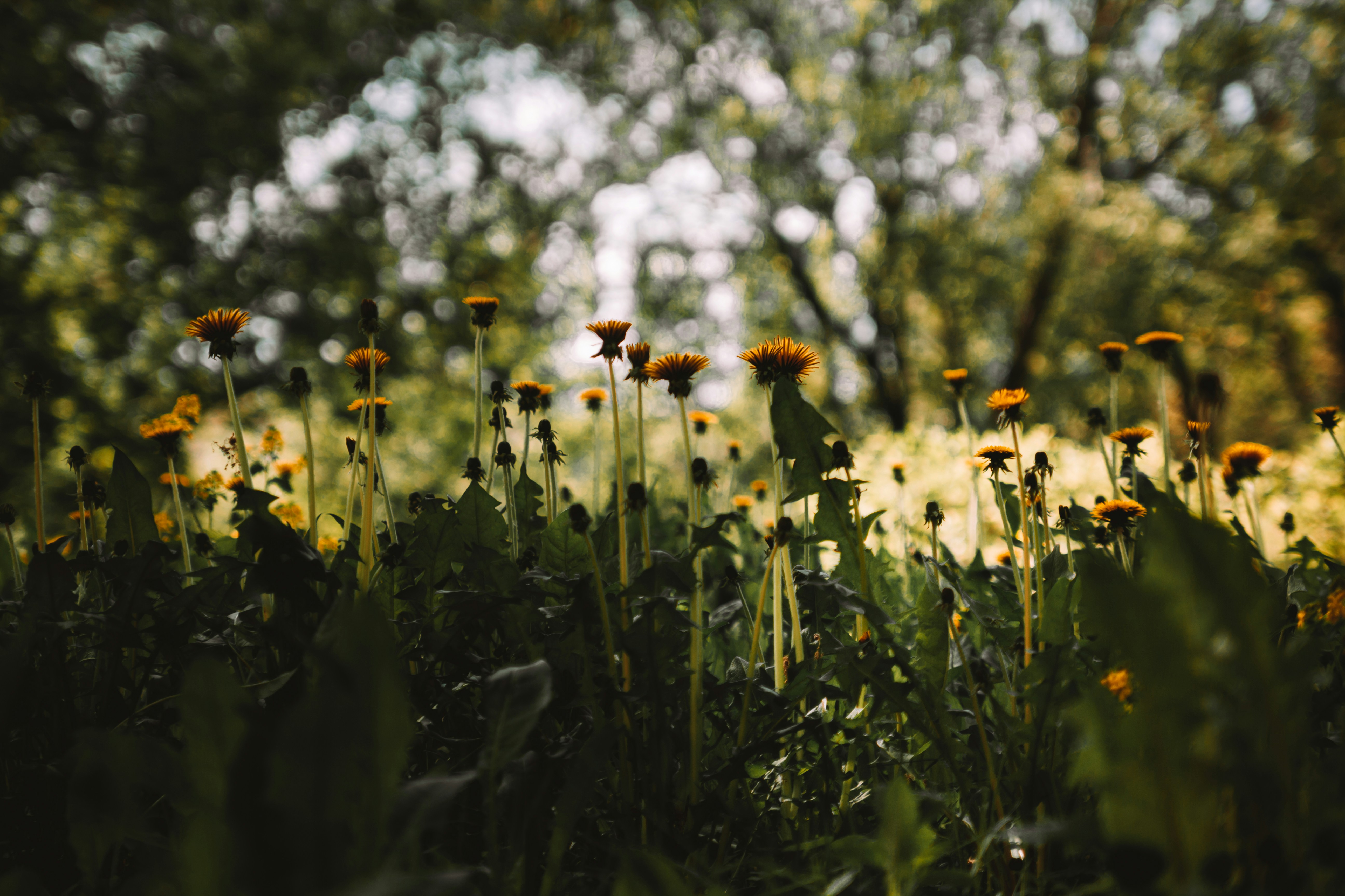 Photo by sam_badmaeva