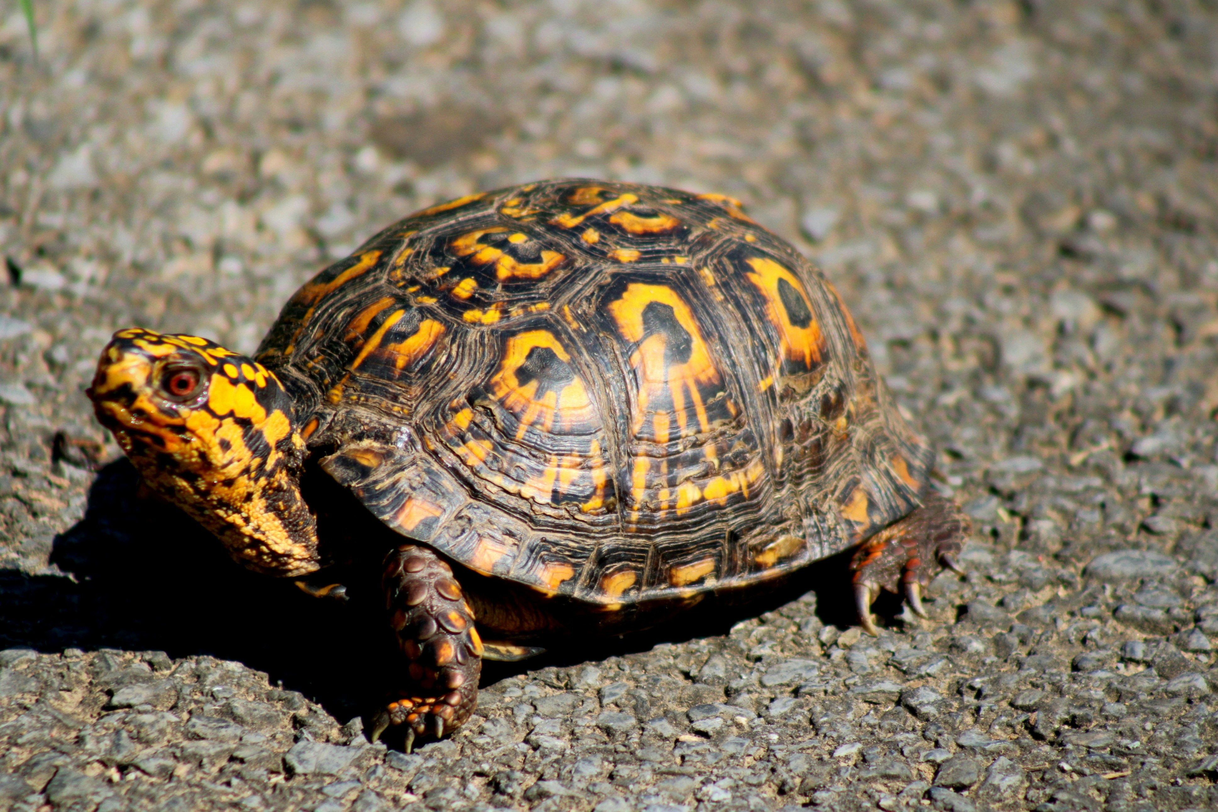 Photo by charles_ray