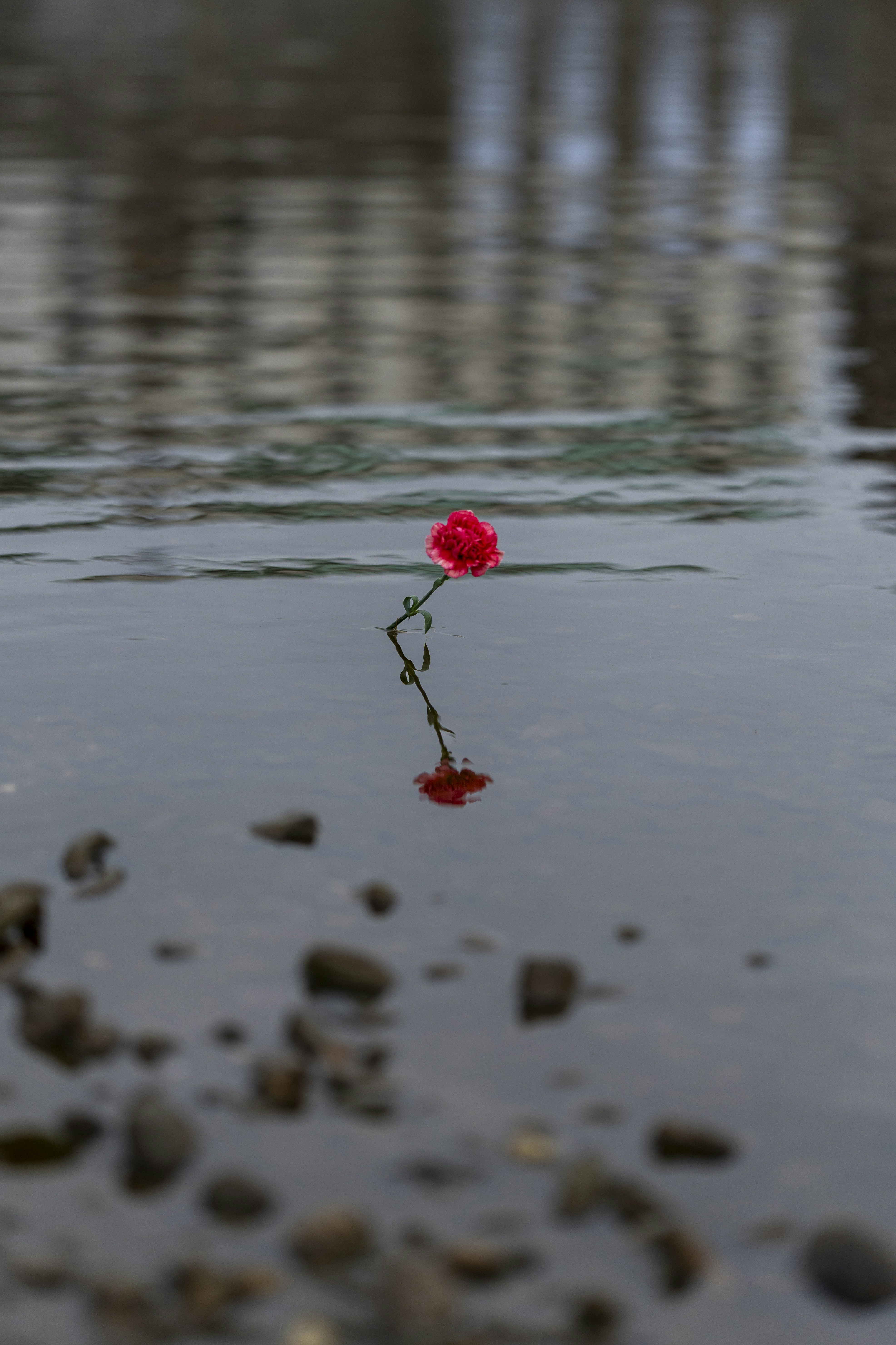 una sola flor roja flotando sobre un cuerpo de agua