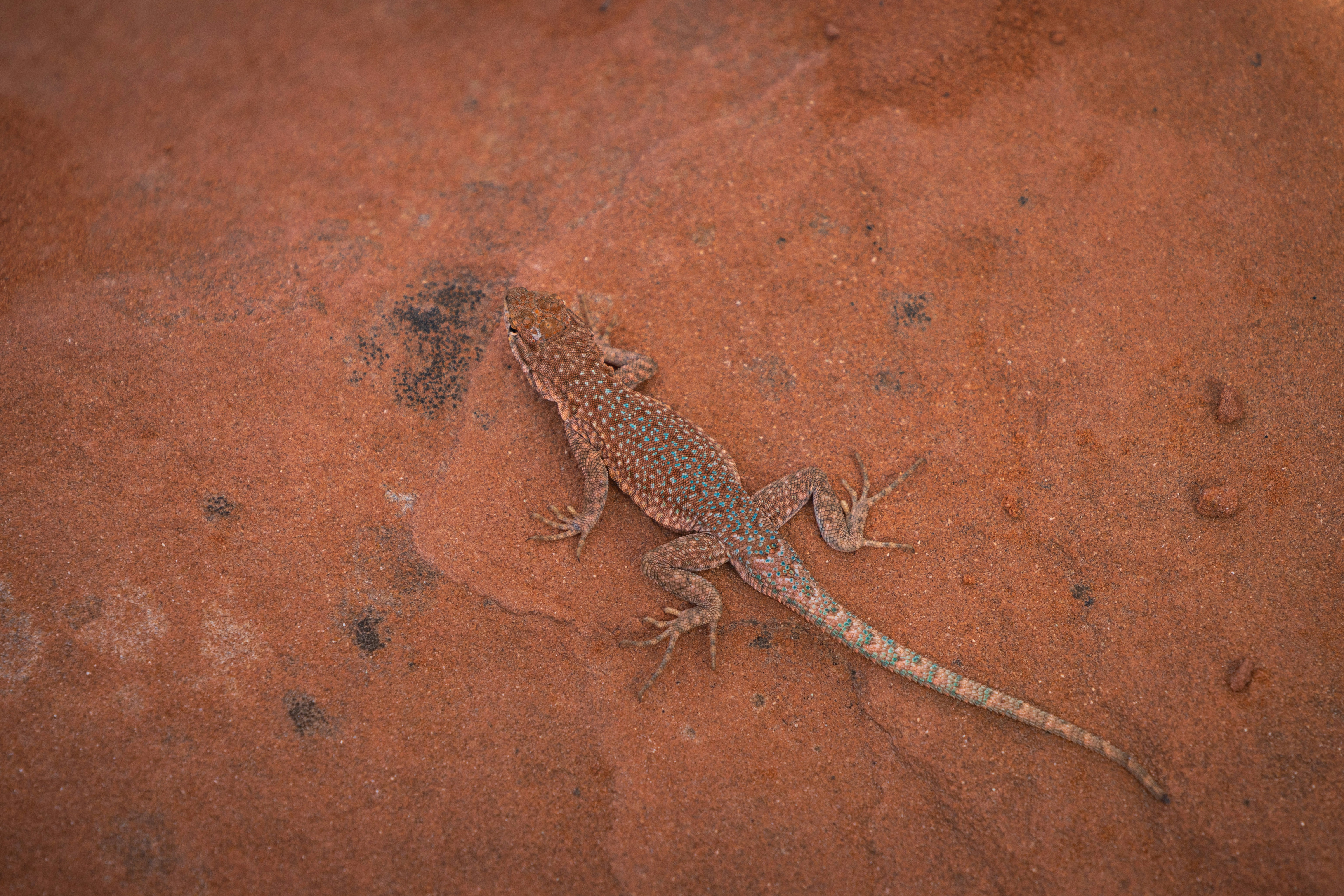 Photo by brandonstoll