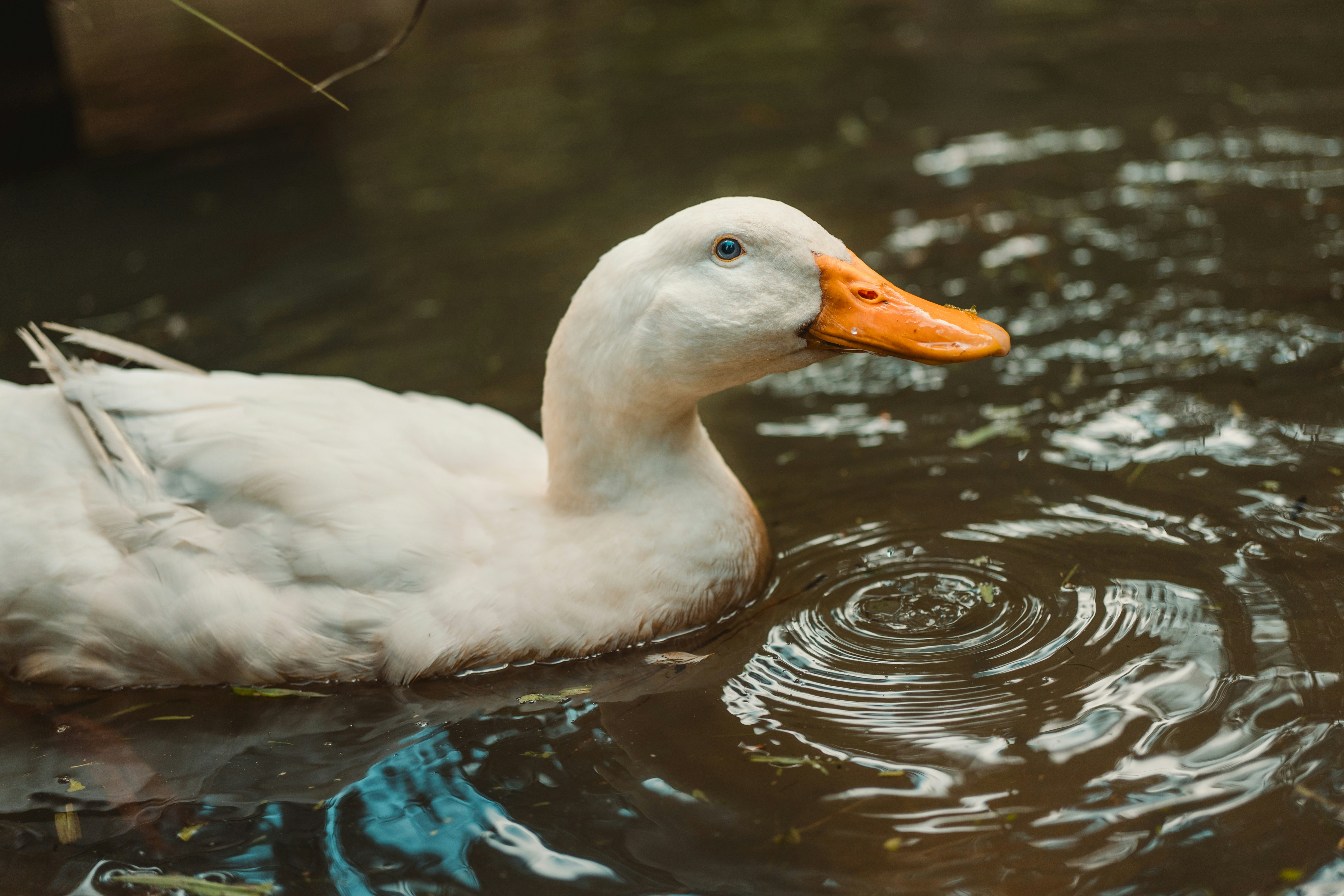 Photo by rogernobles