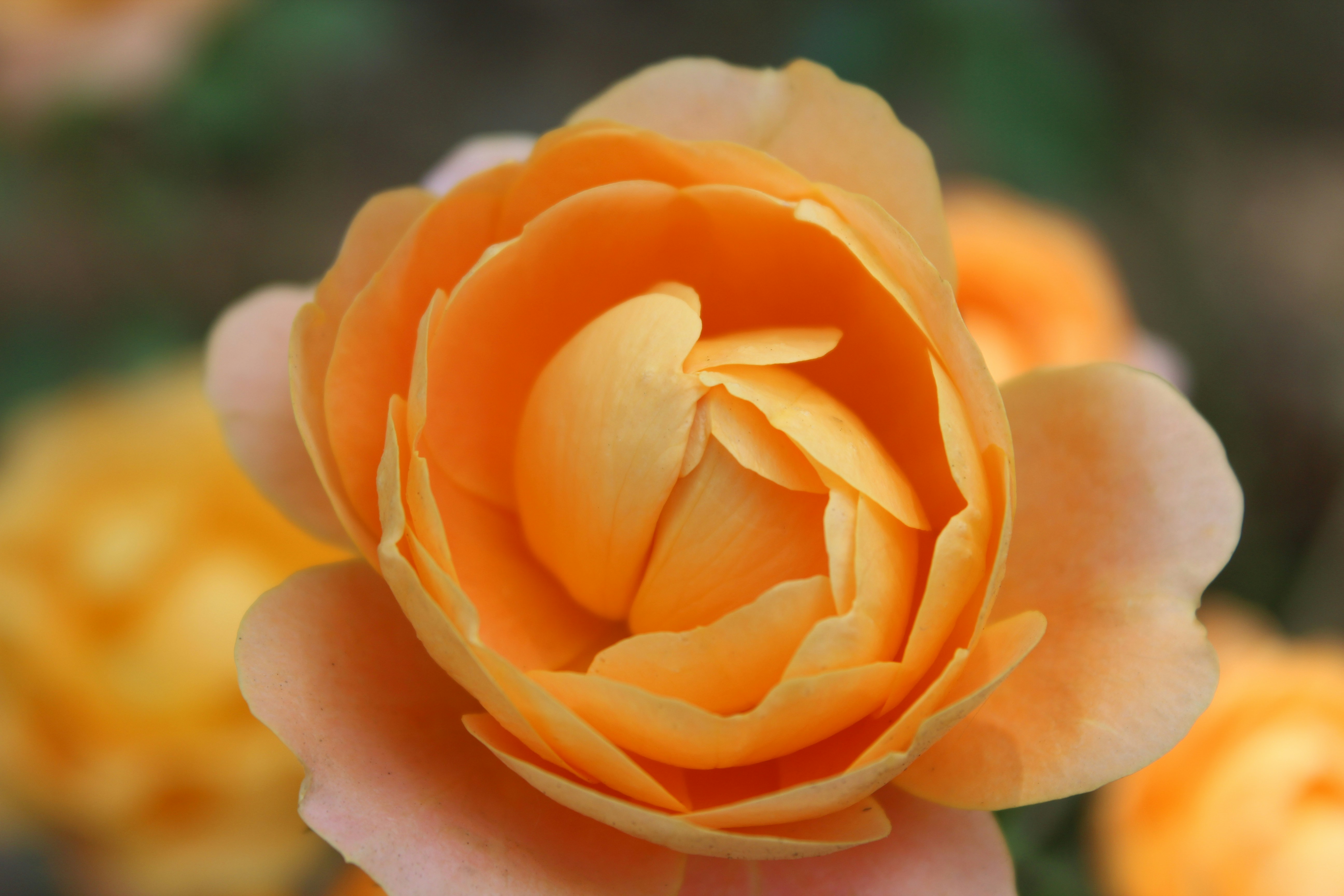 Photo by arthurphotos