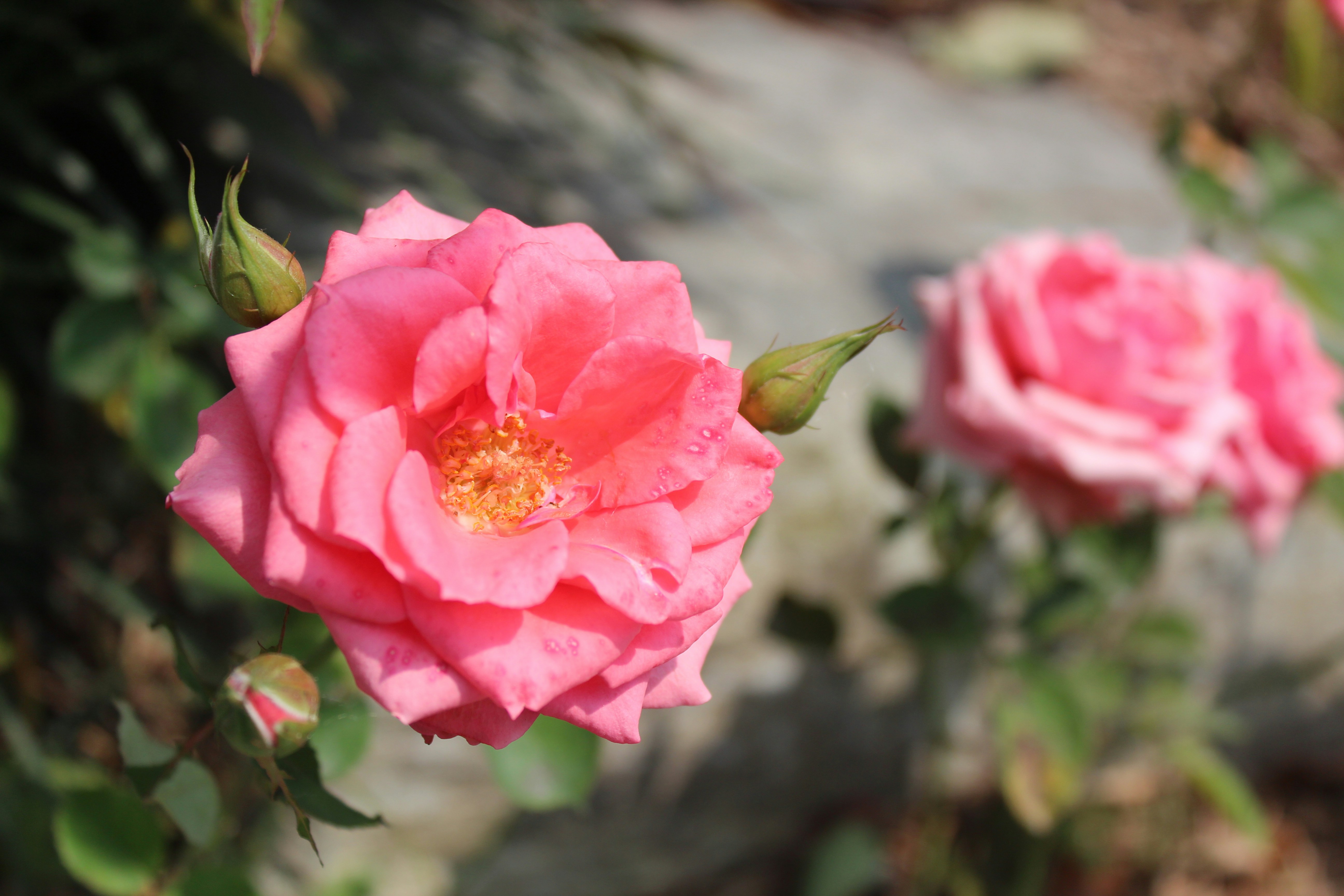 Photo by arthurphotos