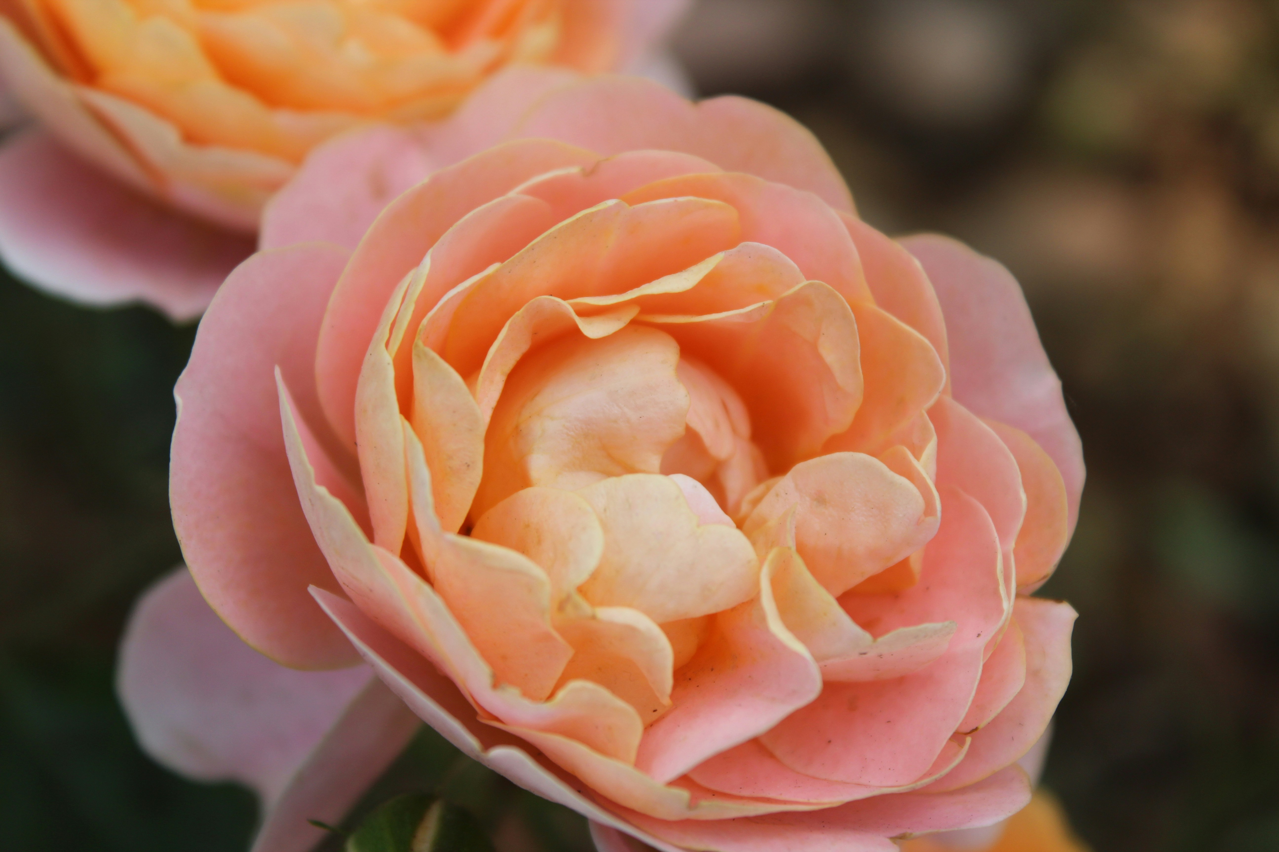 Photo by arthurphotos