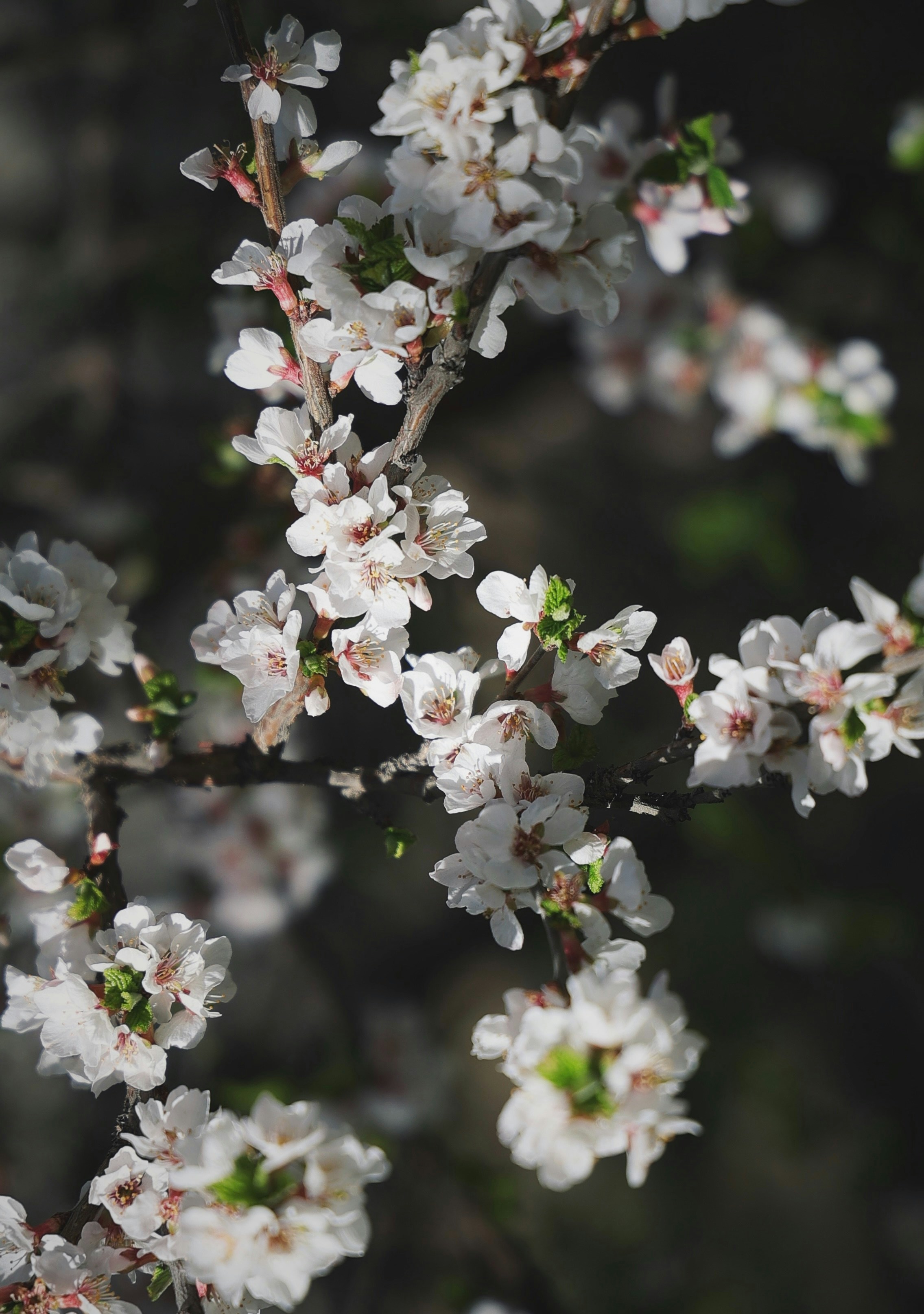 Photo by larisarunova