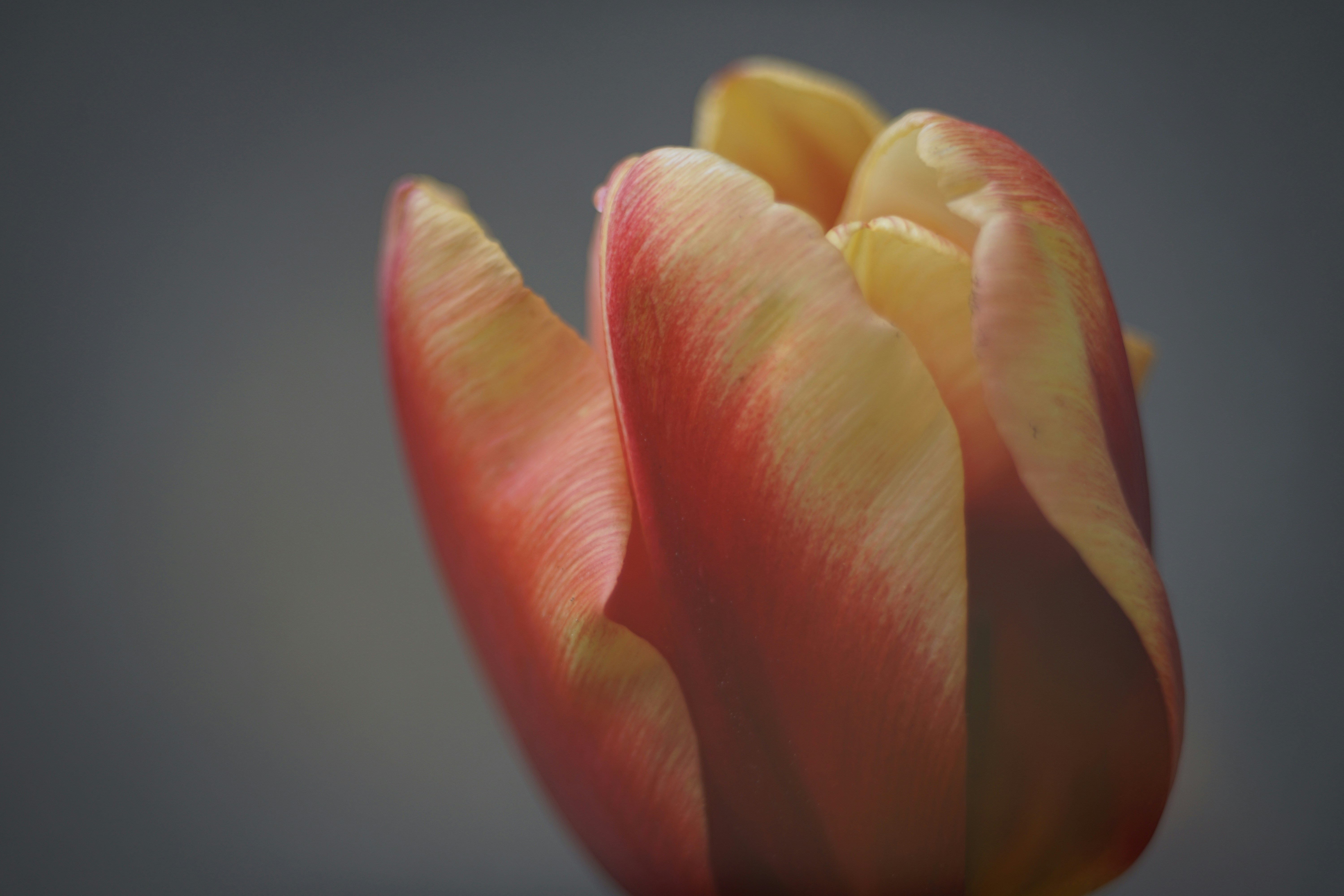 Pink and yellow tulip close up