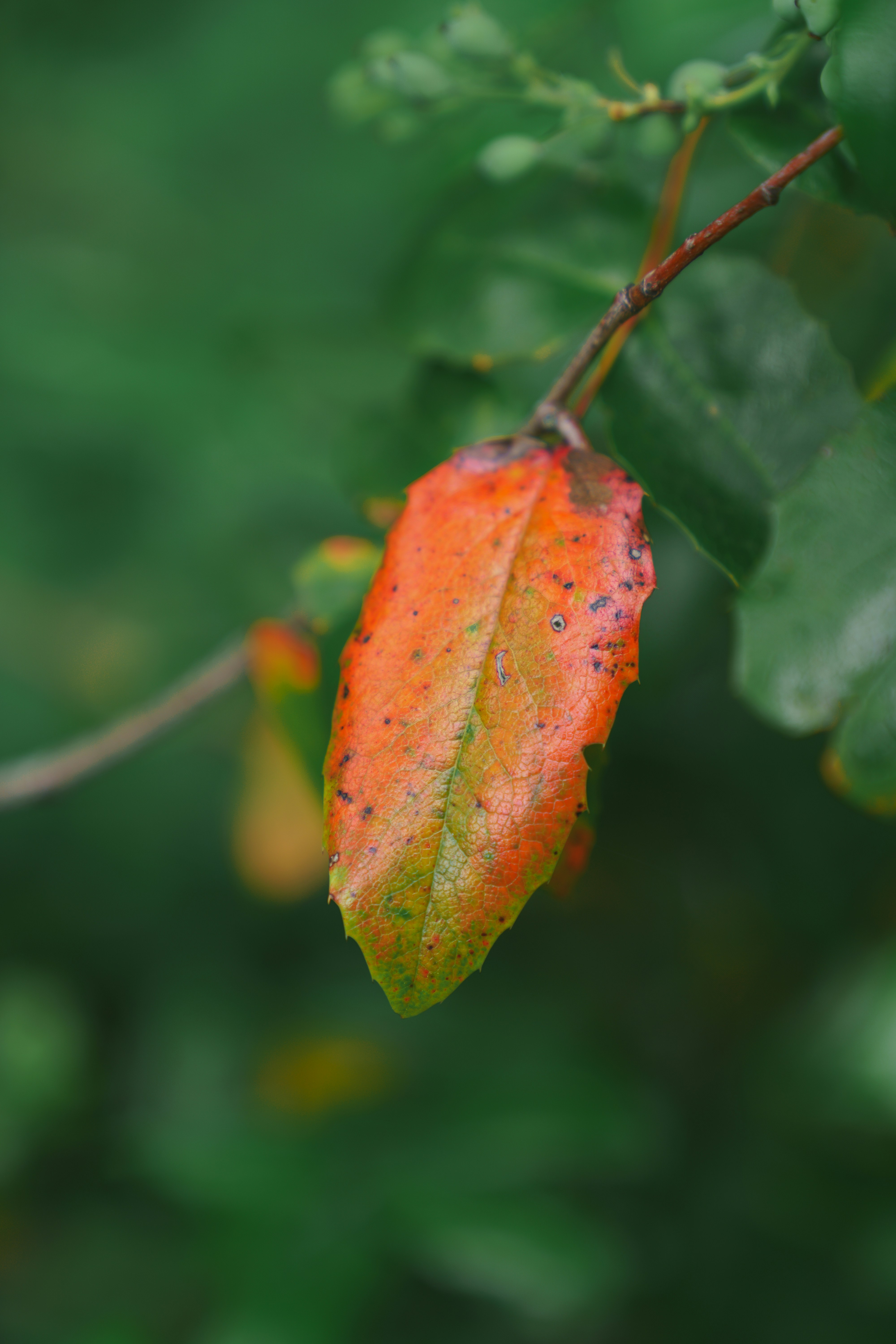 Photo by bangscreative